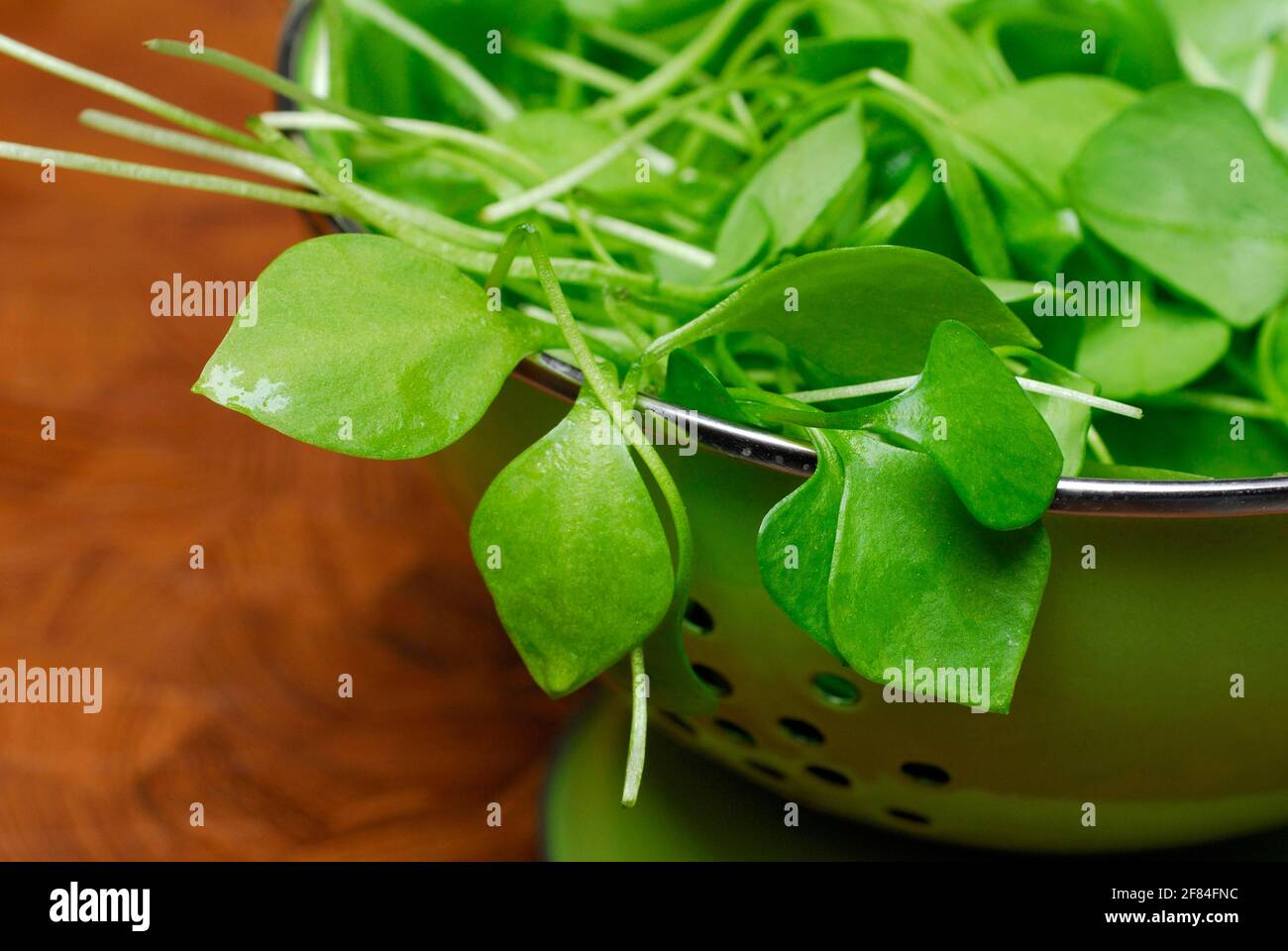 Portulaca oleracea (Portulaca oleracea) in copia di carbonio, estate, spezie, verdure, posta, rush, setaccio Foto Stock