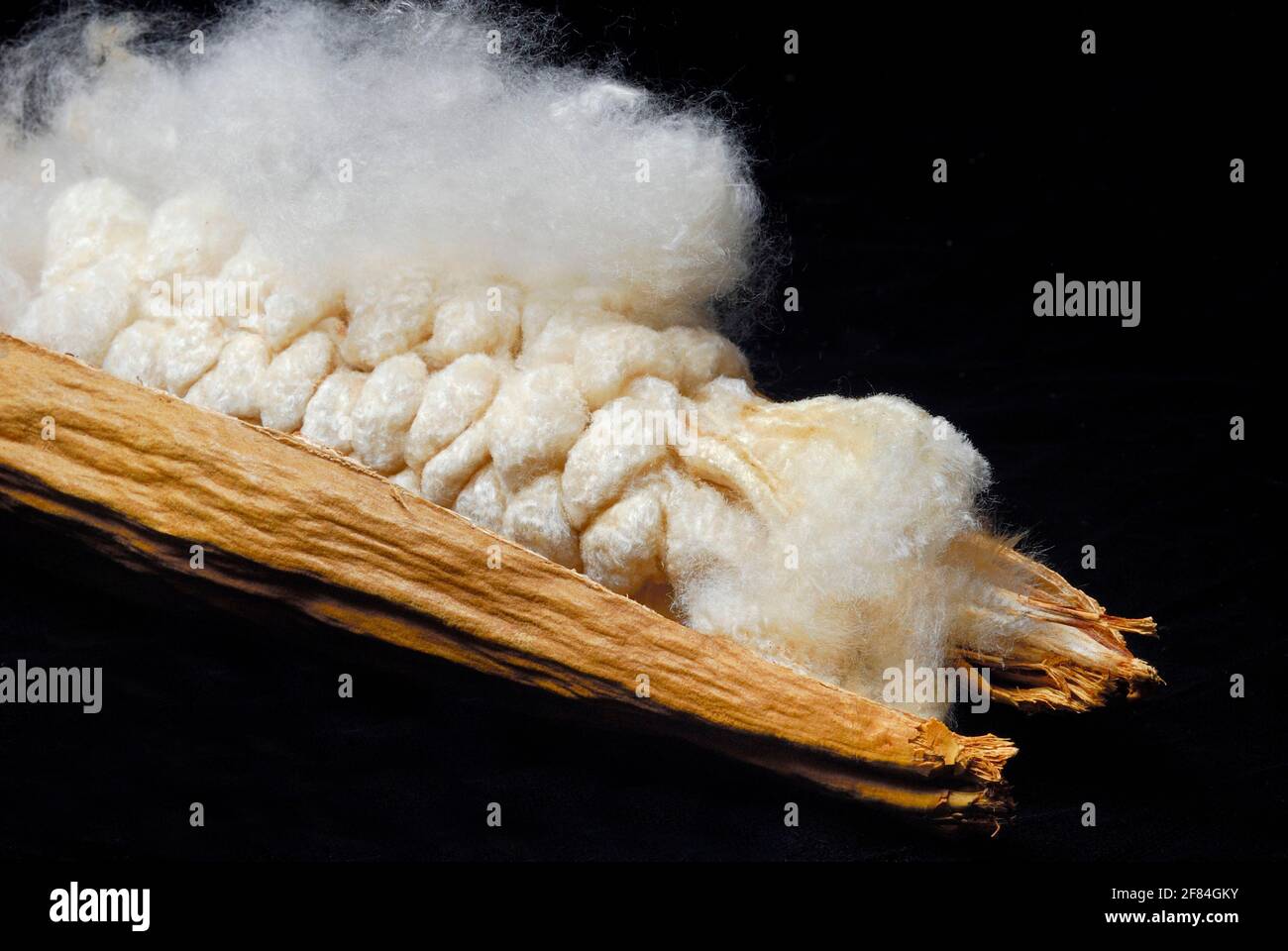 Kapok, capsule aperte di semi, fibre, albero di kapok, cotone di seta (Ceiba pentandra) (Bombacacaceae) fibre vegetali, crescite di piante, seta di alberi Foto Stock