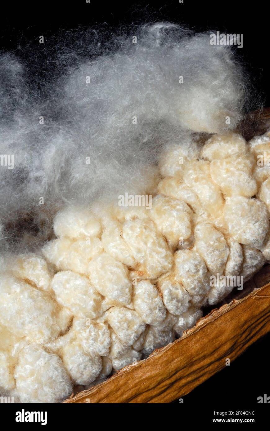 Kapok, capsule aperte di semi, fibre, albero di kapok, cotone di seta (Ceiba pentandra) (Bombacacaceae) fibre vegetali, crescite di piante, seta di alberi Foto Stock