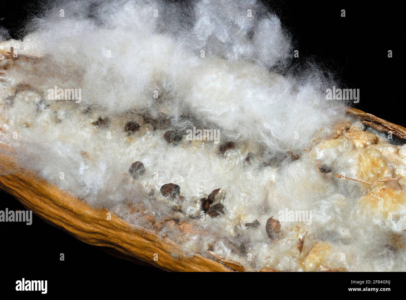 Kapok, capsule aperte di semi, fibre, albero di kapok, cotone di seta (Ceiba pentandra) (Bombacacaceae) fibre vegetali, crescite di piante, seta di alberi Foto Stock