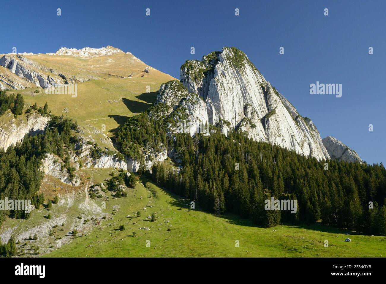 Schafberg, Wildhauser, 2363 m, vicino Wildhaus, Toggenburg, Cantone di San Gallo, Svizzera Foto Stock