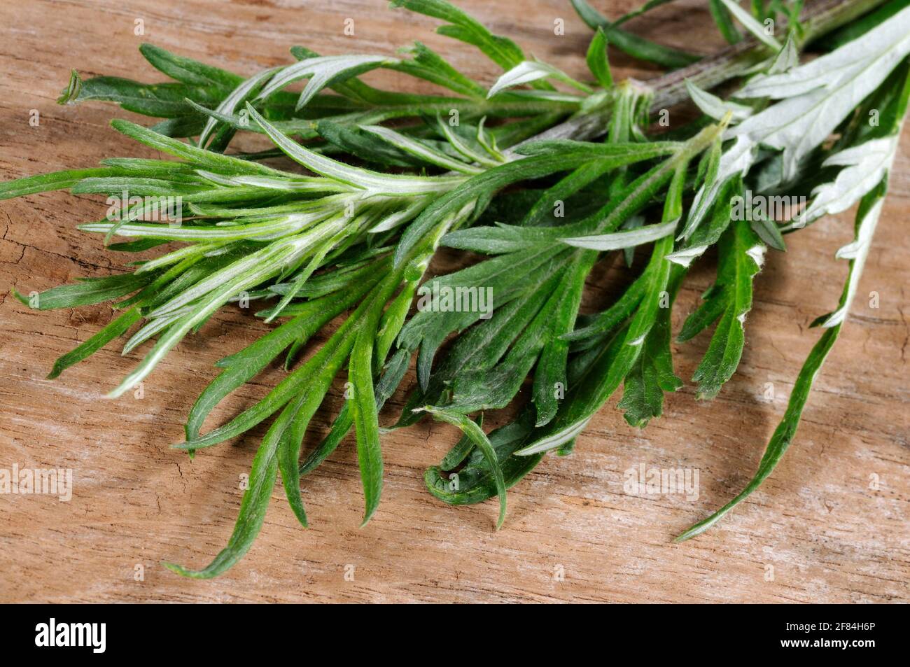 Mugwort o comune wormwood (Artemisia vulgaris) Foto Stock