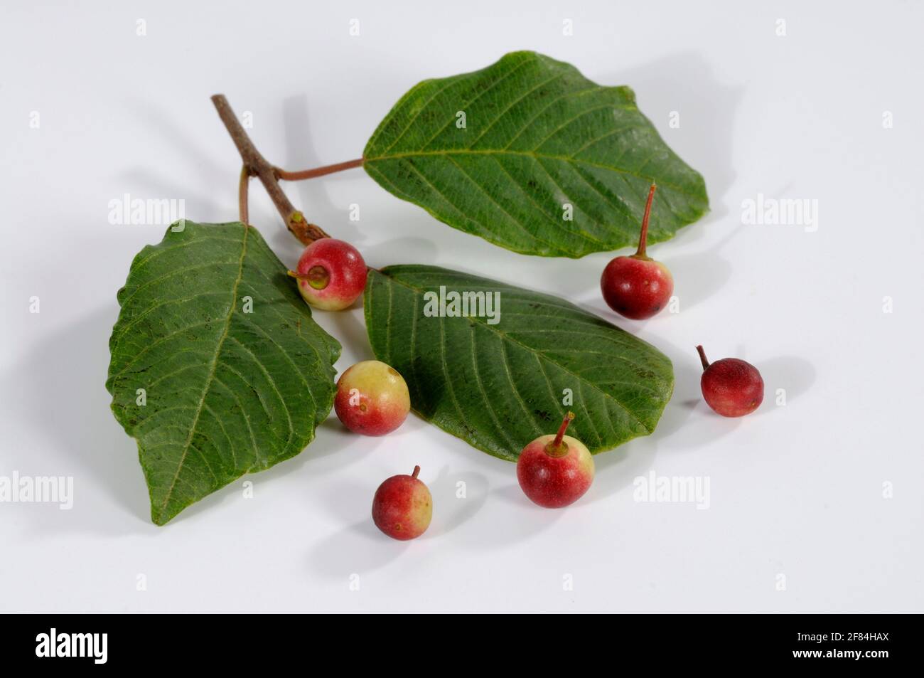 Alder Buckthorn (Rhamnus frangula), famiglia Buckthorn (Rhamnaceae) Foto Stock