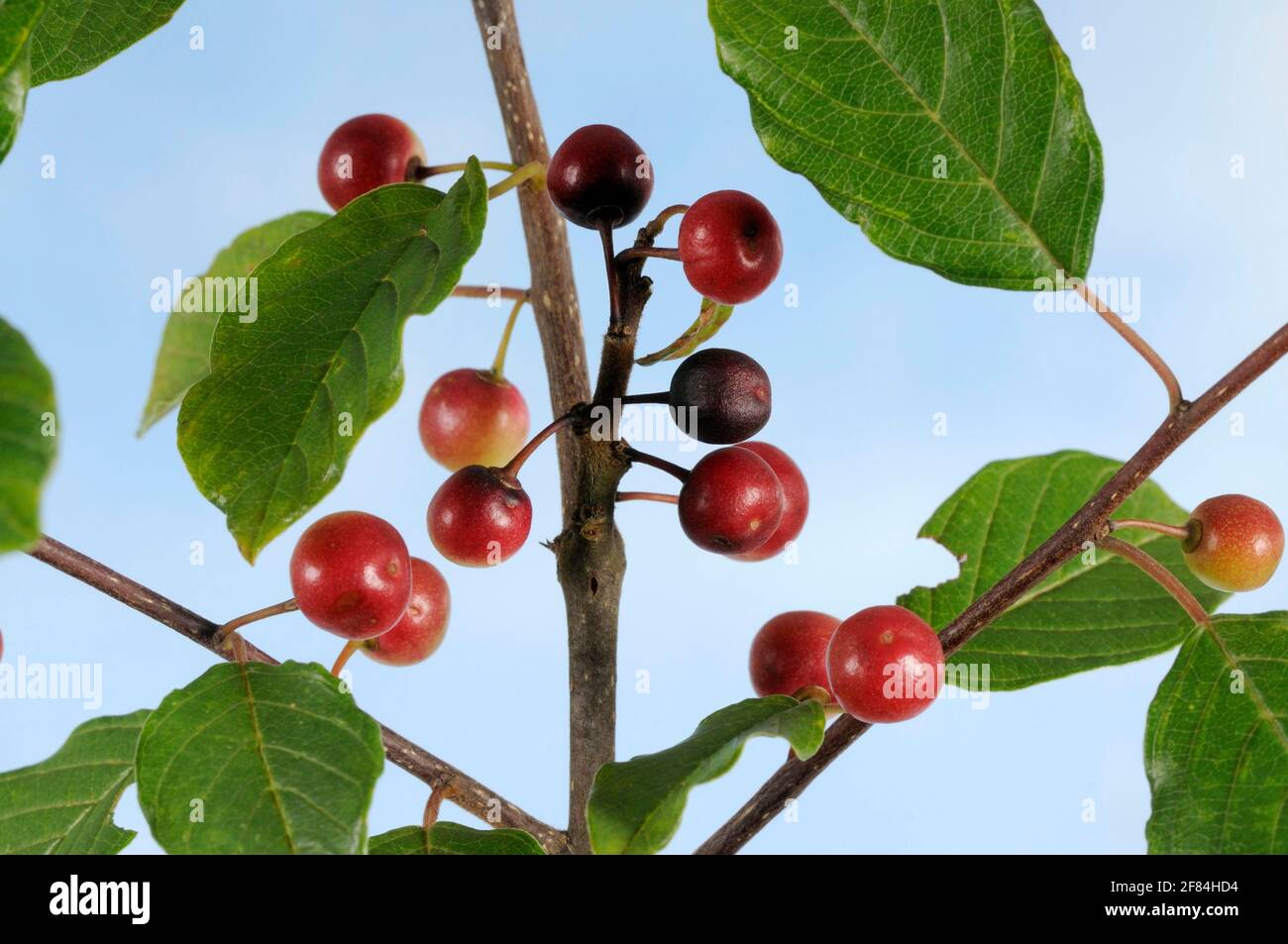 Alder Buckthorn (Rhamnus frangula), famiglia Buckthorn (Rhamnaceae) Foto Stock