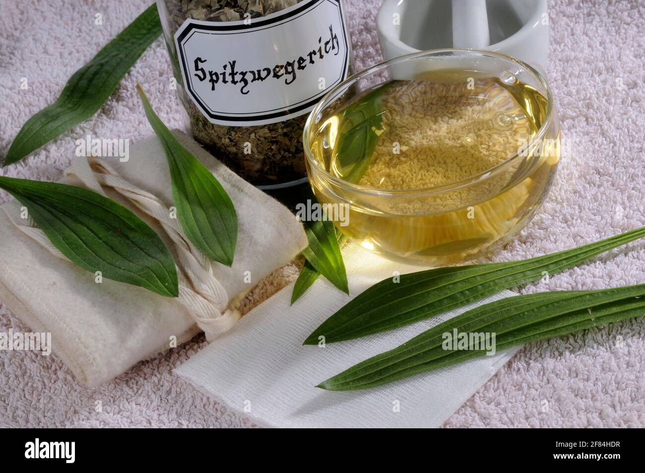 Plantain di Ribwort (Plantago lanceolata), tazza di tè a coste Foto Stock
