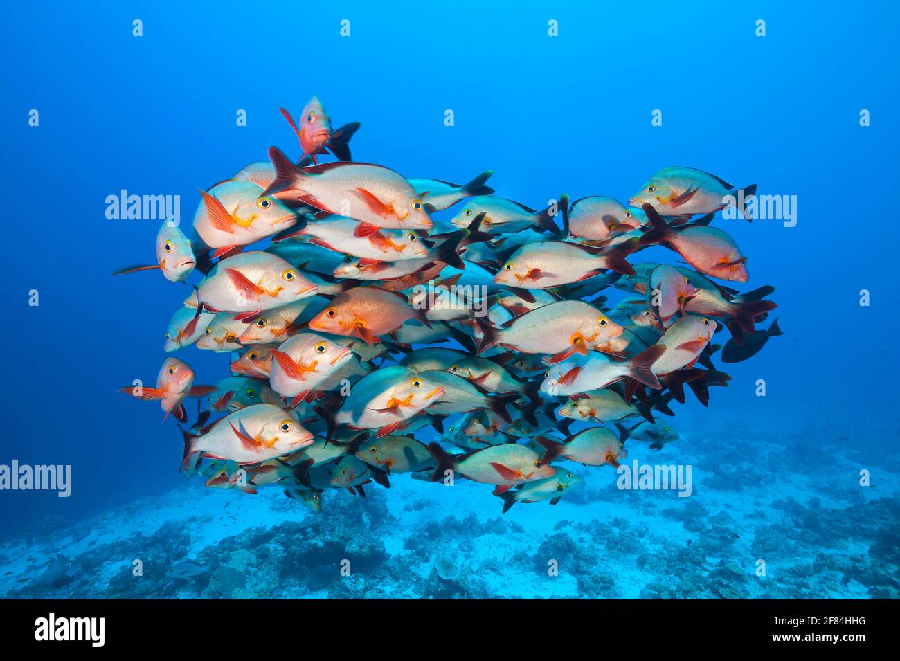 Humpback Snapper, Atollo Felidhu, Maldive (Lutjanus gibbus) Foto Stock