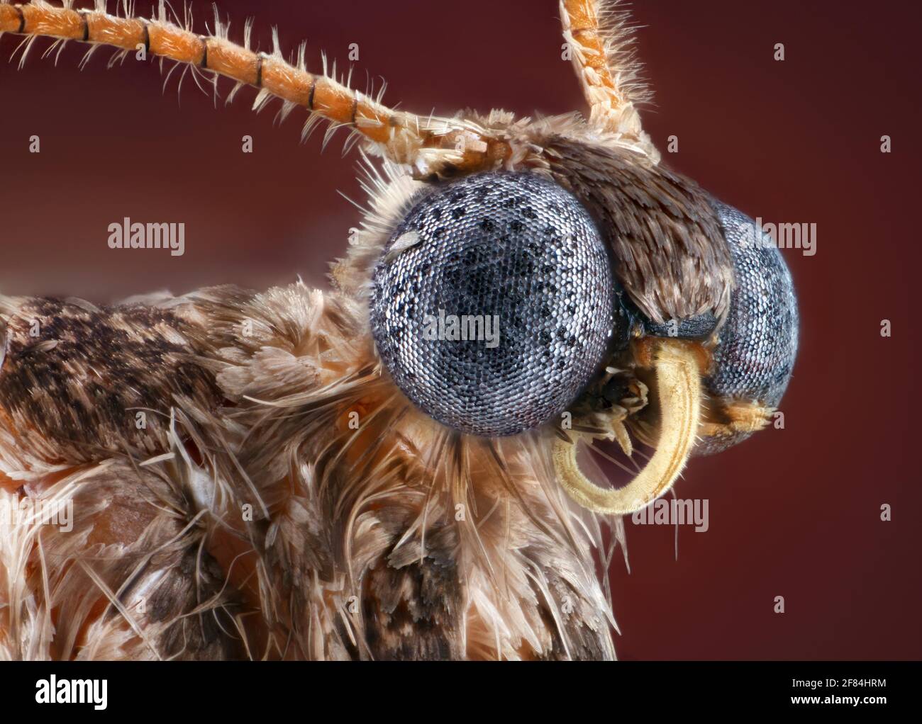 Winter Moth (Operophtera brumata) maschio Foto Stock