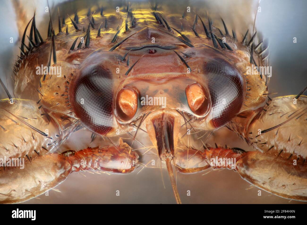 Vista frontale di una mosca di cervo (Lipoptena cervi) Foto Stock