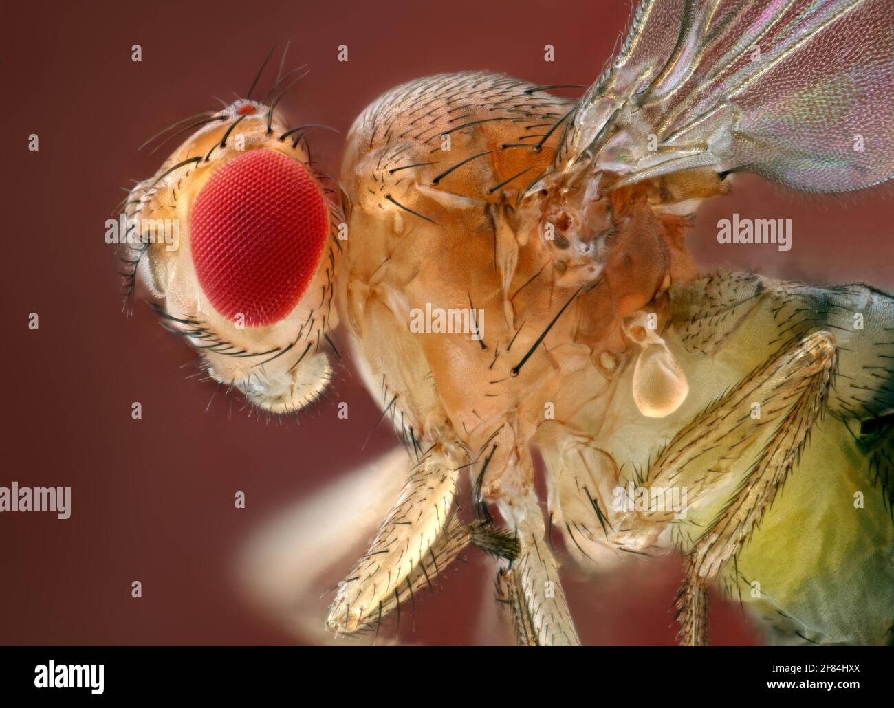 Vista laterale di una mosca di frutta (Drosophila melanogaster) Foto Stock