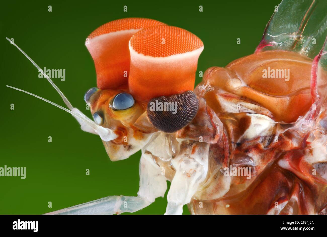 Testa e torace di un piccolo mayfly alato a sperone (Centroptilum luteolum), maschio Foto Stock