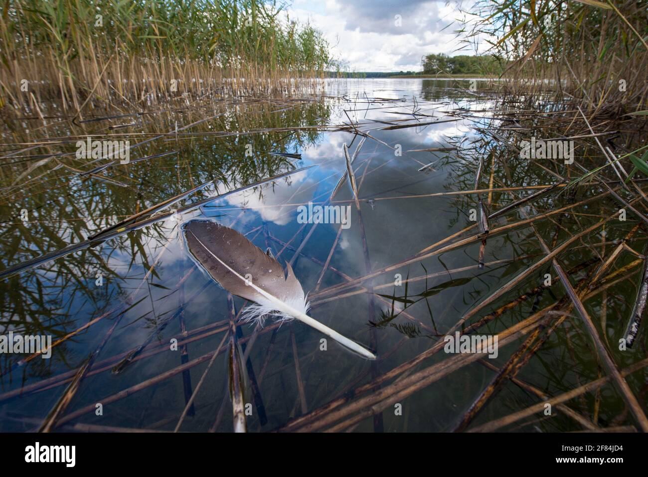 Piuma d'aquila dalla coda bianca, Breiter Luzin, Feldberger Seenlandschaft, Meclemburgo-Vorpommern, Germania Foto Stock