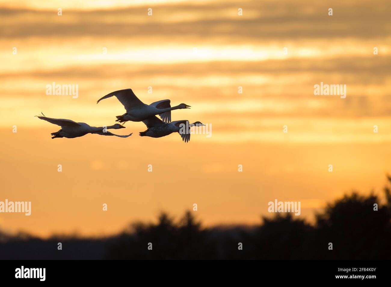 I cigni di Whooper (Cygnus cygnus) Goldenstedter Moor, bassa Sassonia, Germania Foto Stock