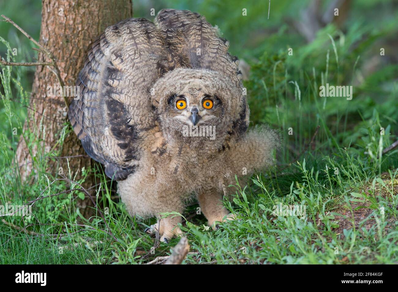 Giovane aquila-gufo eurasiatico (Bubo bubo) bassa Sassonia, Germania Foto Stock