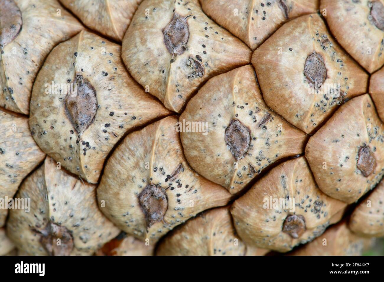 Pigna, Bassa Sassonia, Germania Foto Stock