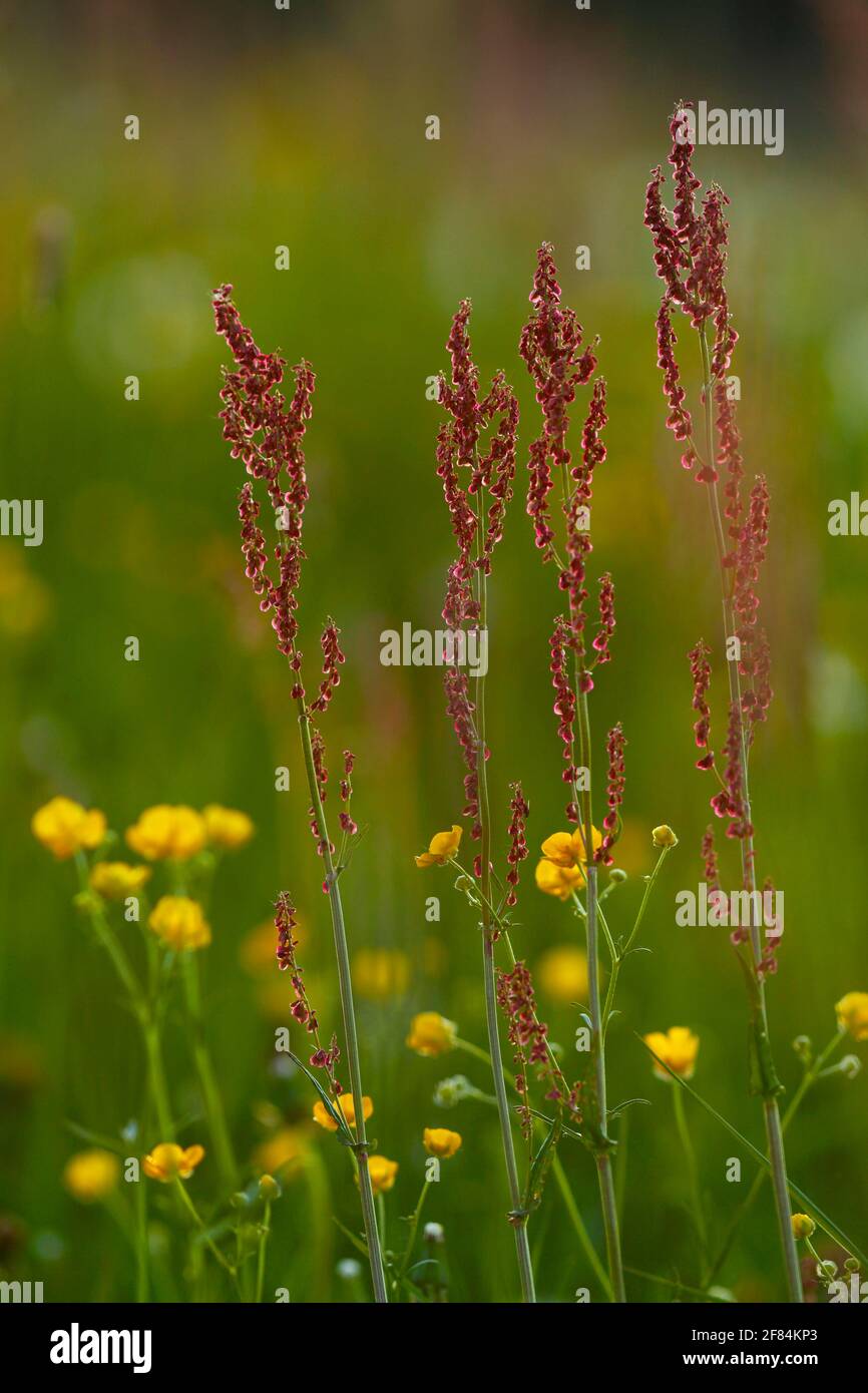 Comune (Rumex acetosa), Baden-Wuerttemberg, Sauerampfer, Germania Foto Stock