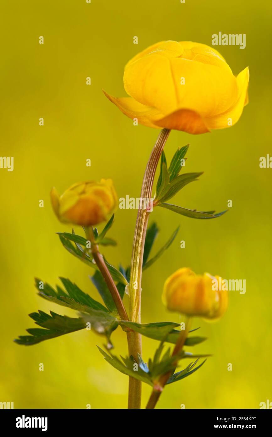 Fiore europeo di troll (Trollius europaeus), Parco naturale del Danubio superiore, Baden-Wuerttemberg, Germania Foto Stock