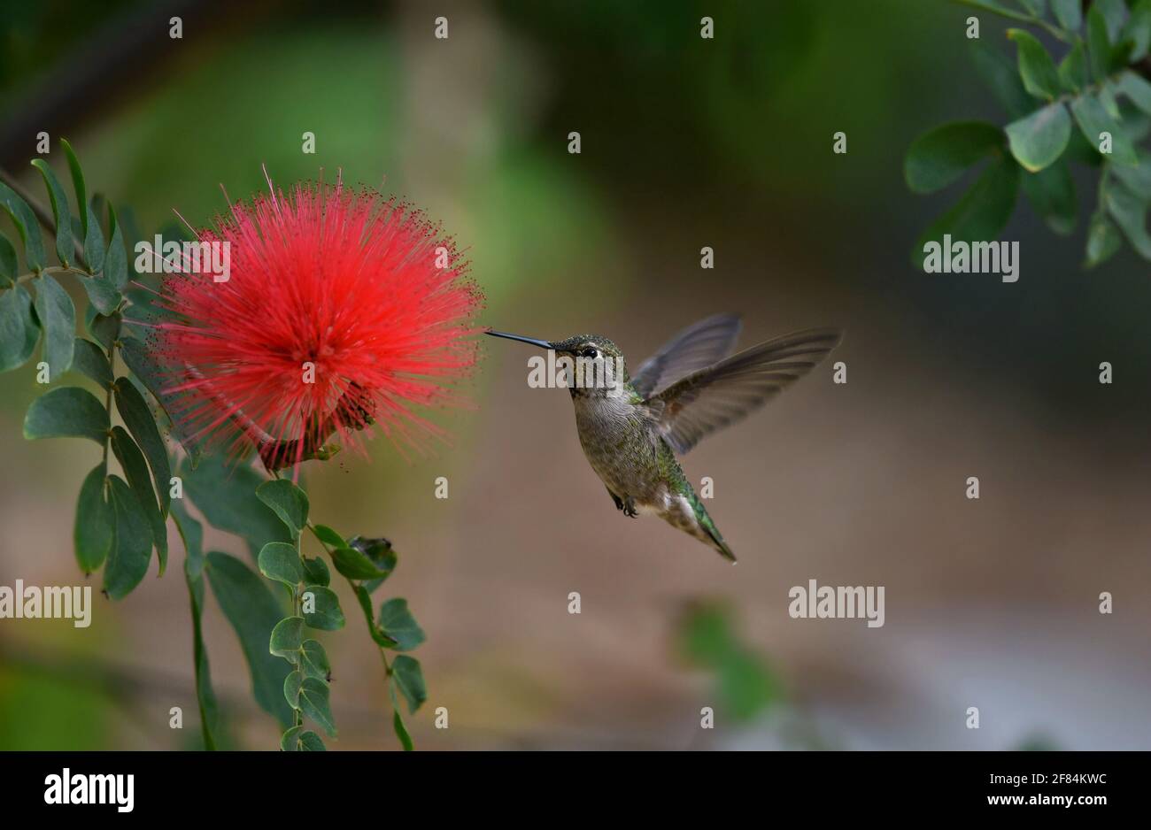 Hummingbird su un fiore di Calliandra emarginata. Foto Stock