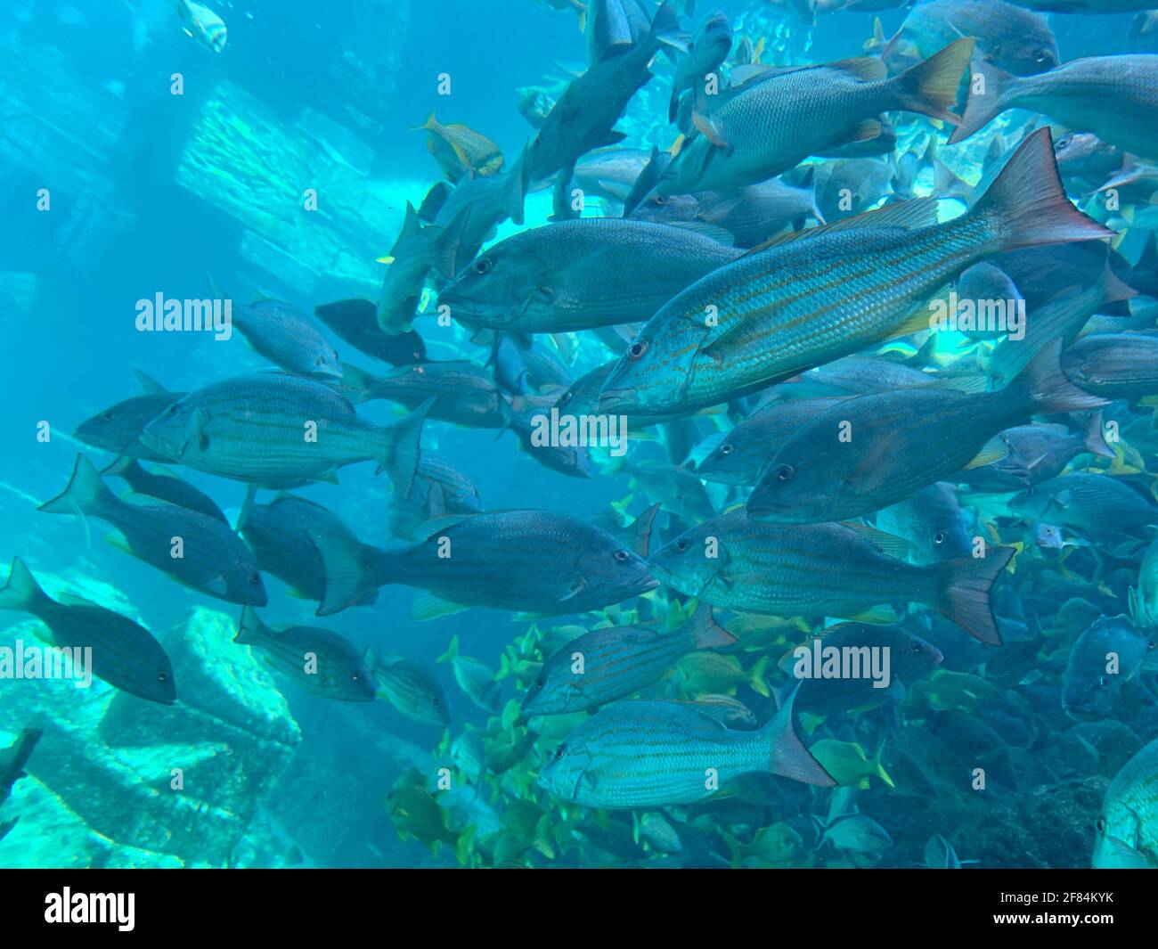 Pesci che nuotano in un grande acquario Foto Stock