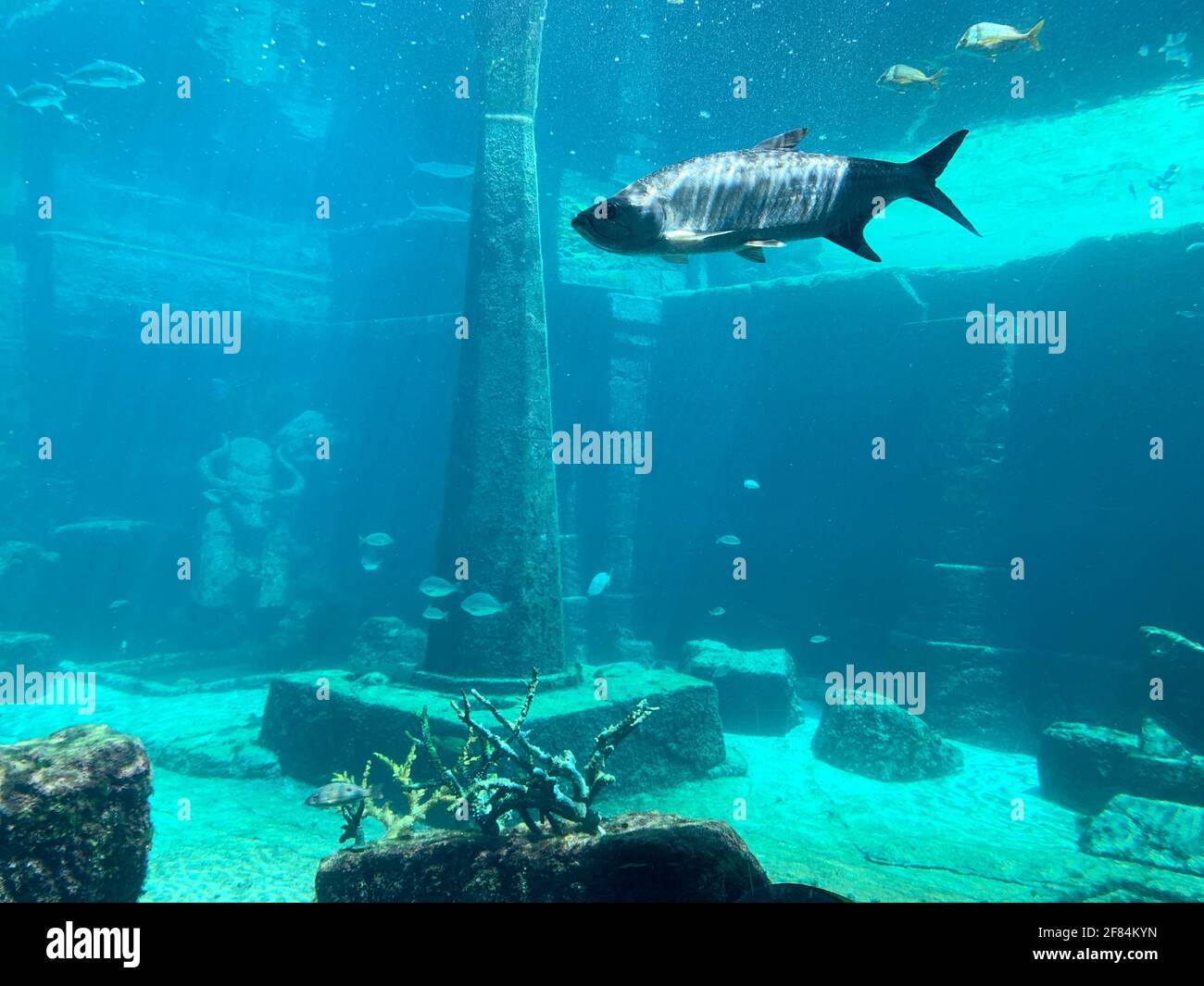 Pesci che nuotano in un grande acquario Foto Stock