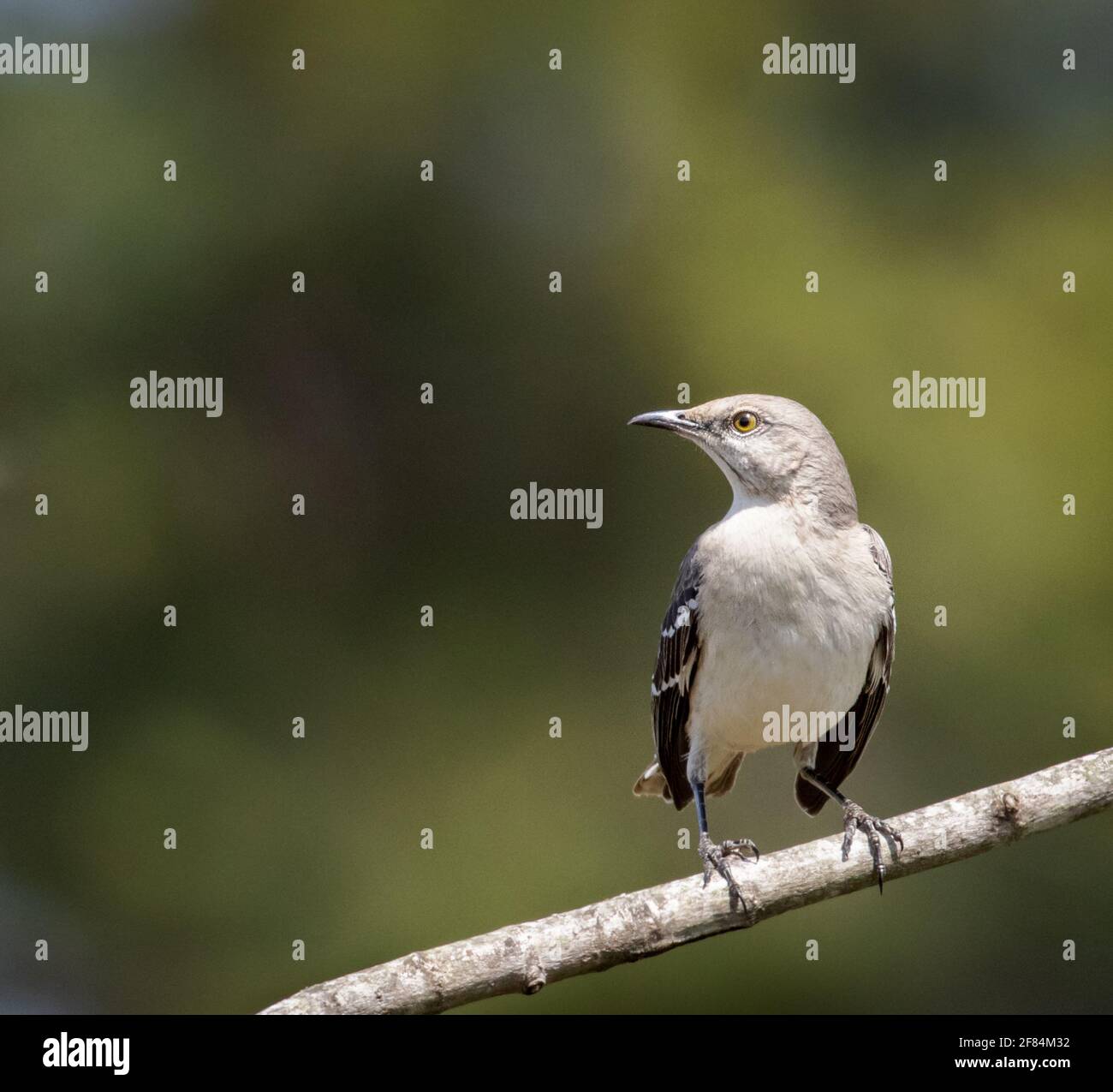 mockingbird settentrionale (Mimus polyglottos) - Contea di Hall, Georgia. Un mockingbird si trova nei suoi dintorni mentre è appollaiato su un arto. Foto Stock