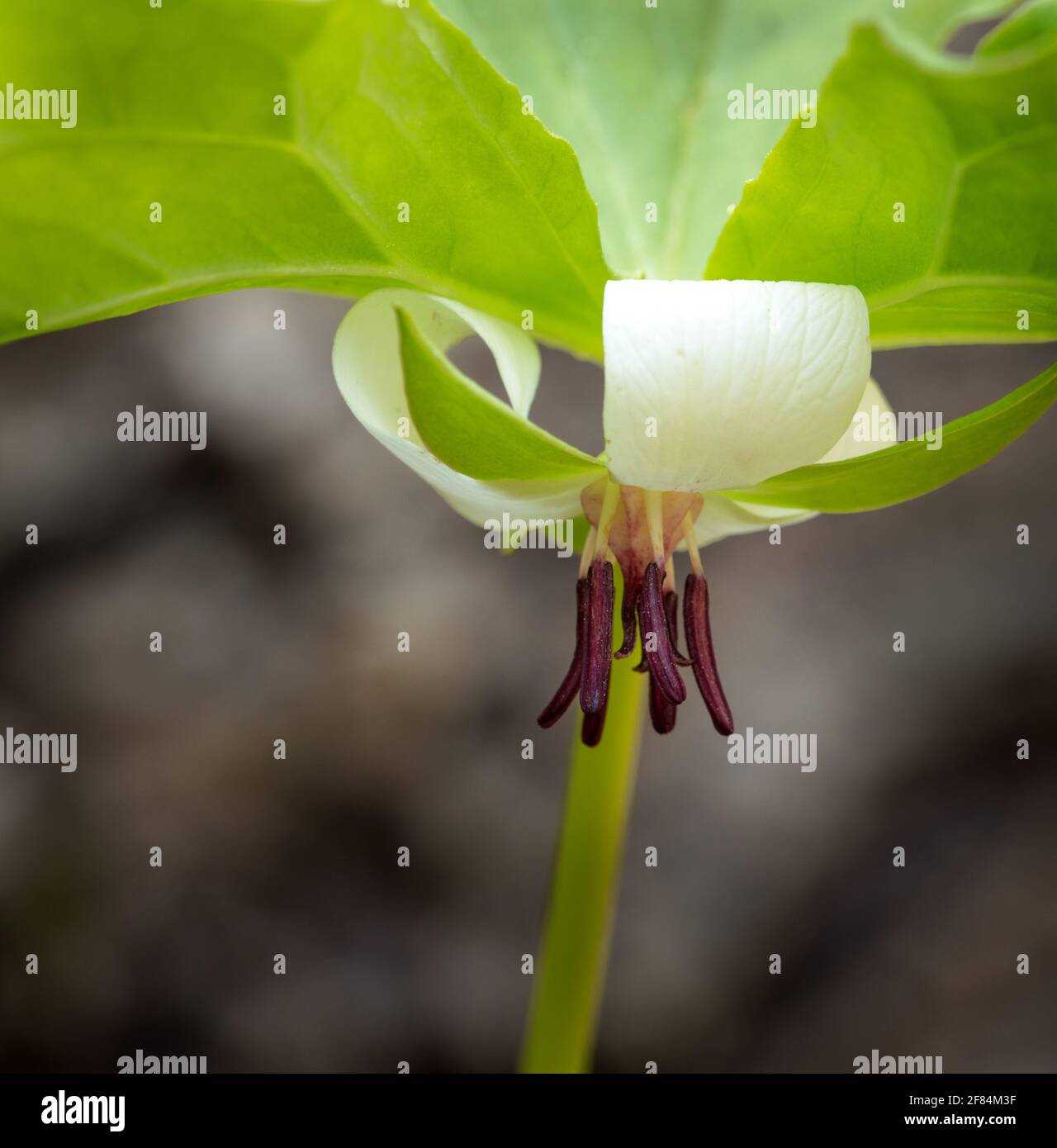 Southern Nodding trillium (Trillium rugelii) - Hall County, Georgia. Un trillio annuente del sud annuisce la sua fioritura caratteristicamente sotto la sua copertura di Foto Stock