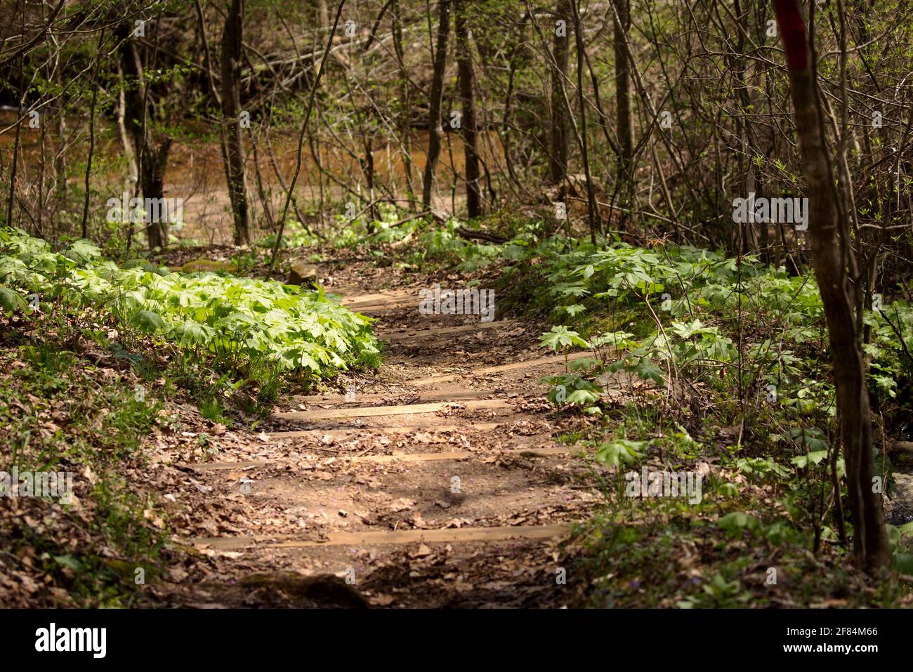 Dodd Trail, Chicopee Woods Nature Preserve - Hall County, Georgia. Mayapple cresce lungo il sentiero Dodd nella Riserva Naturale di Chicopee Woods. Foto Stock