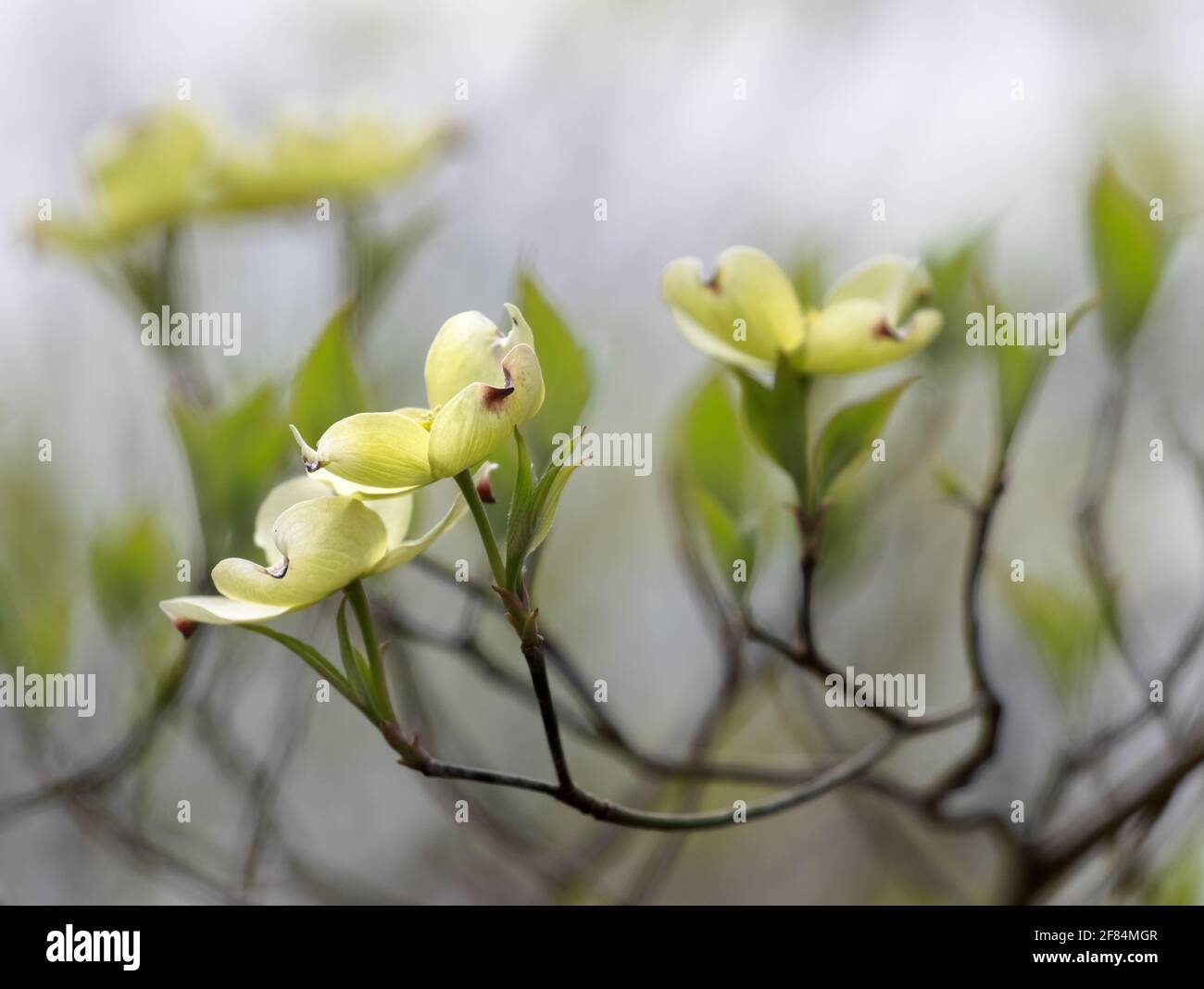 Dogwood fiorito (Cornus florida) - Contea di Hall, Georgia. Prime fioriture dell'anno per un albero di dogwood fiorente. Foto Stock