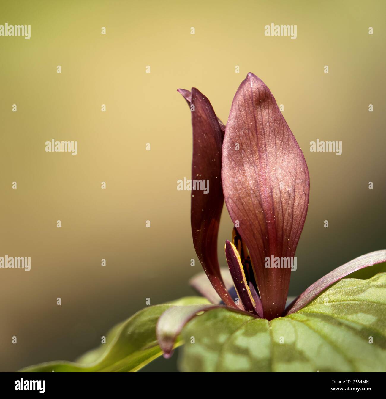 Toadshade (Trillium sessile), Riserva Naturale di Chicopee Woods - Hall County, Georgia. La fioritura del toadshade trillium cattura un po 'di luce del sole Dee Foto Stock