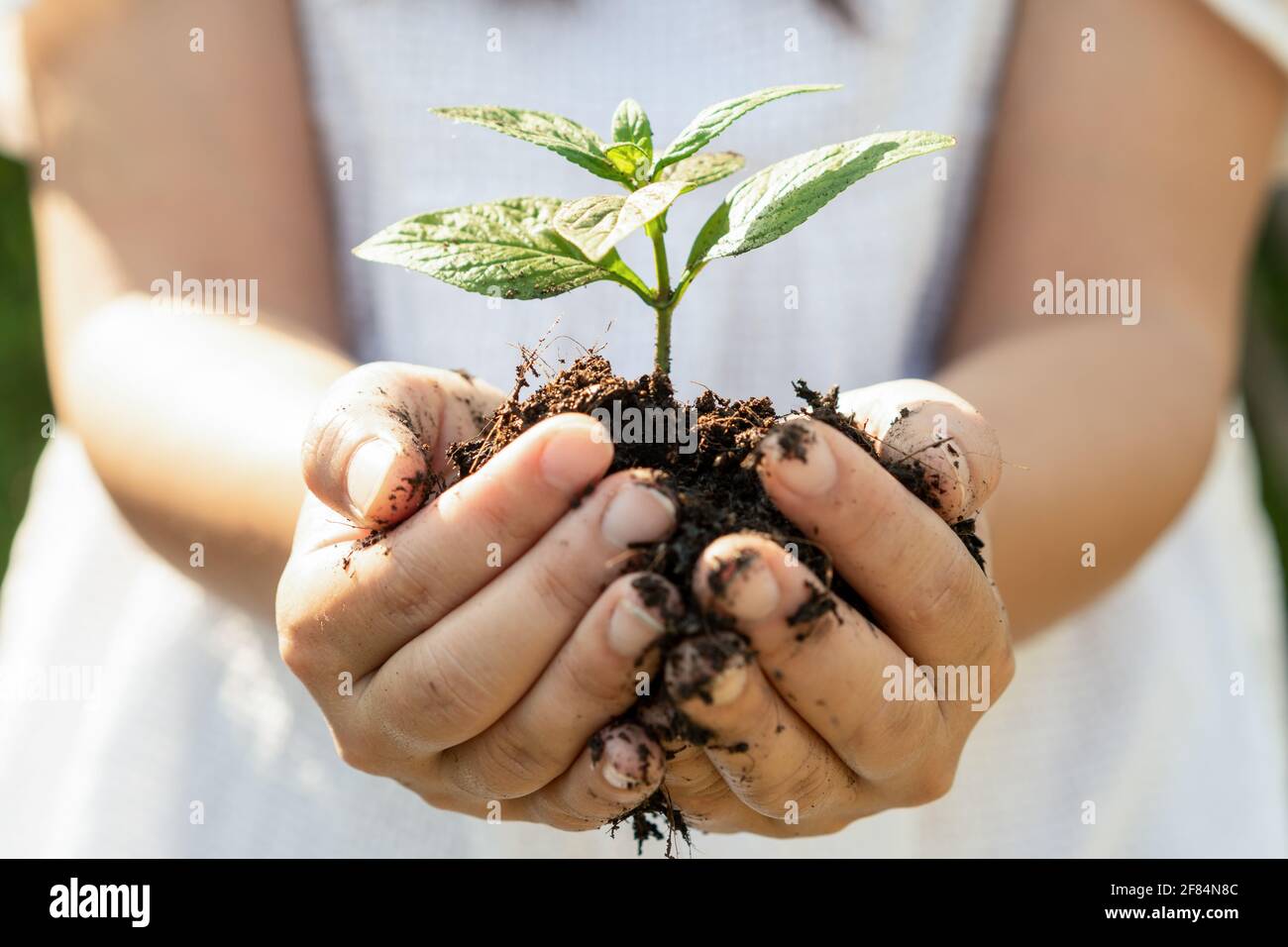 Giovane pianta germogliano in mano di donna. Concetto di agricoltura e protezione dell'ambiente. Foto Stock