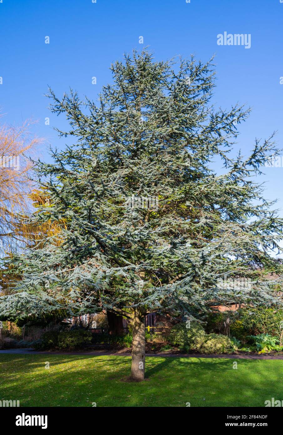 Cedar Tree, probabile Blue Atlas Cedar Tree (Cedrus atlantica glauca) in un parco in inverno a Marina Gardens, Littlehampton West Sussex, Inghilterra, Regno Unito. Foto Stock