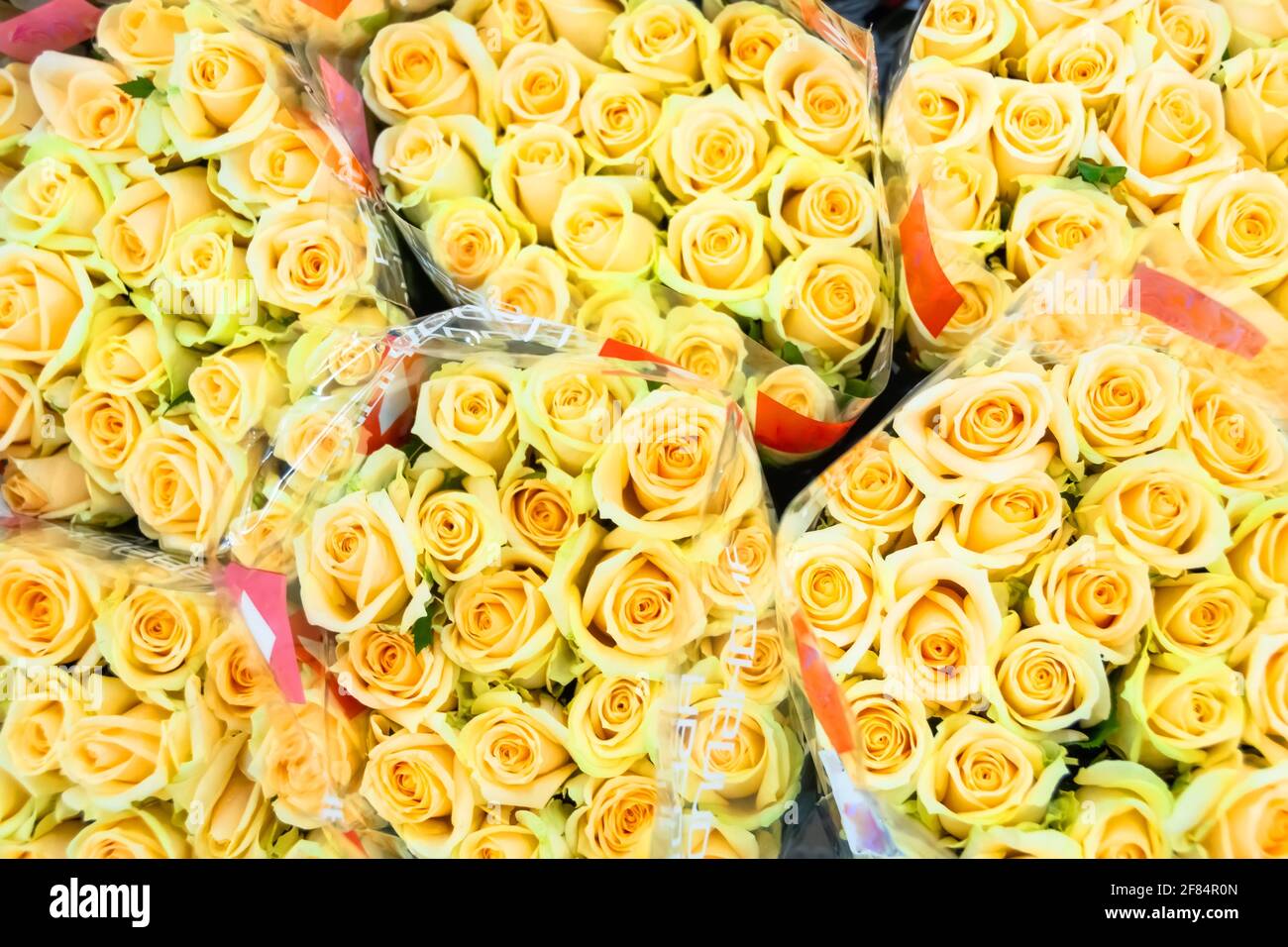 Bellissimi petali di rosa. Rose gialle. Bouquet luminoso di rose Foto Stock