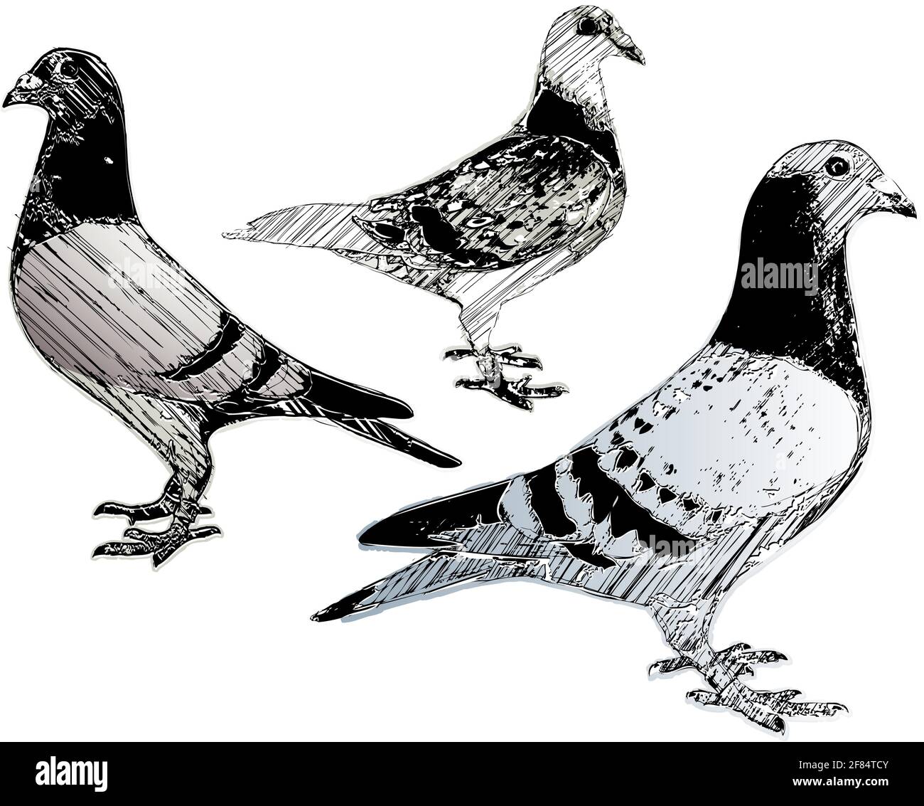 immagini vettoriali a piccioni Illustrazione Vettoriale