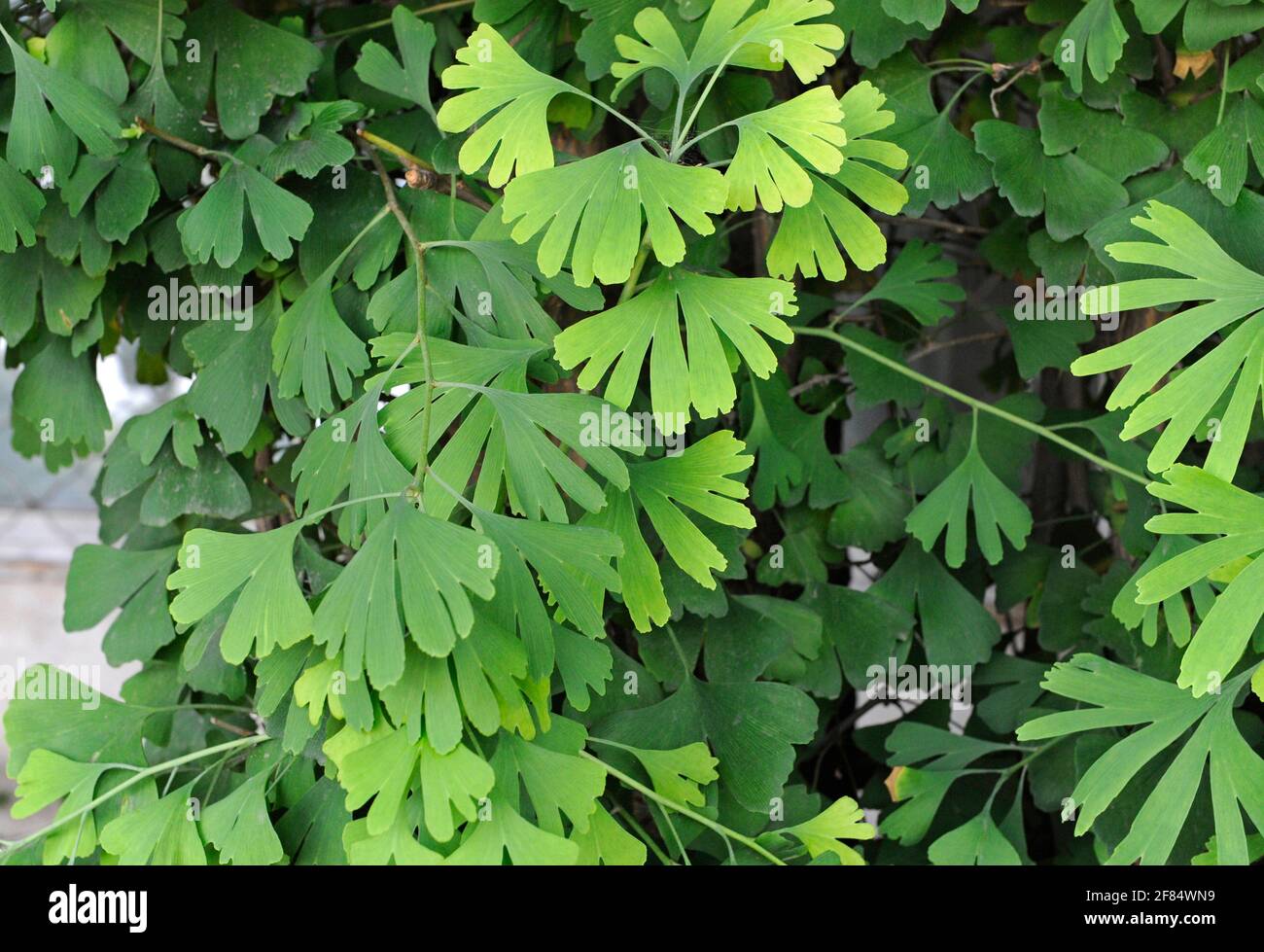 Insolite foglie divise su uno stabilimento di Ginkgo biloba nella zona Houhai di Pechino, Cina Foto Stock