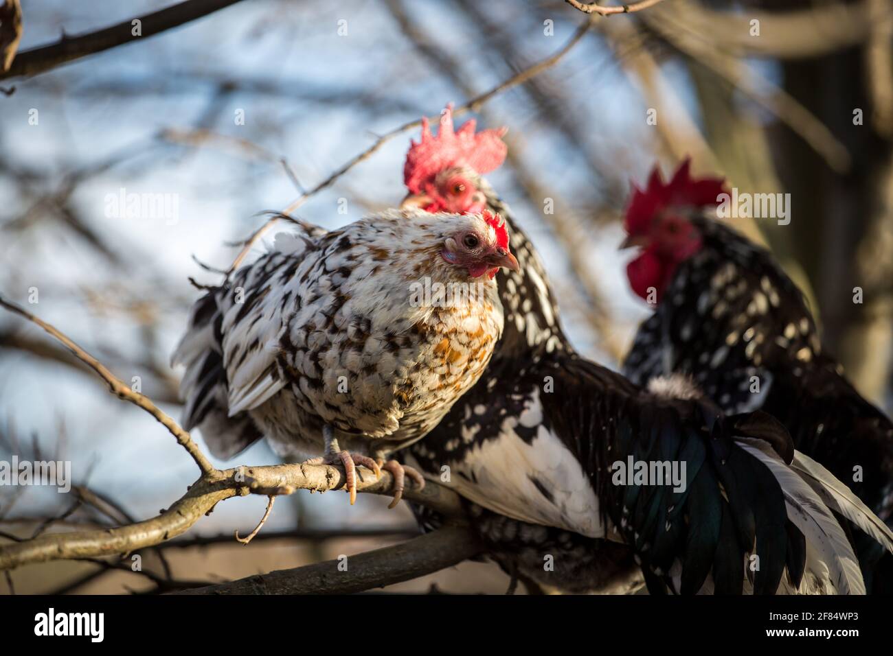 Stoapiperl seduto nell'albero. Gli Stoapiperl (Steinpiperl) sono una razza di pollo in pericolo proveniente dall'Austria Foto Stock