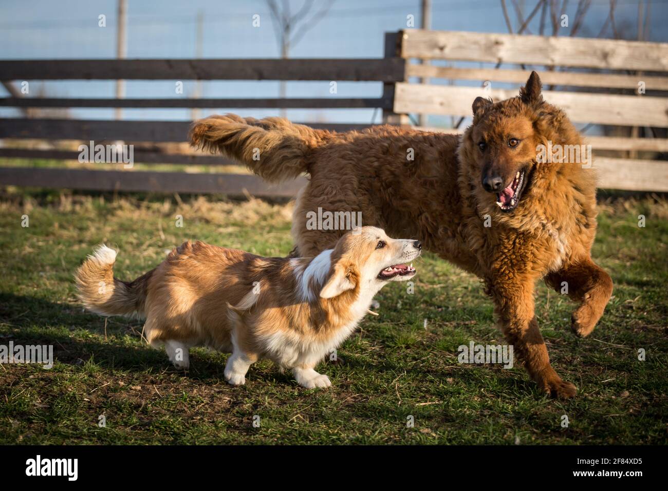 Due amici del cane che giocano in giardino, una giovane femmina gallese Corgi Pembroke e una femmina adulta Old German Sheepdog (Kuhhund) Foto Stock