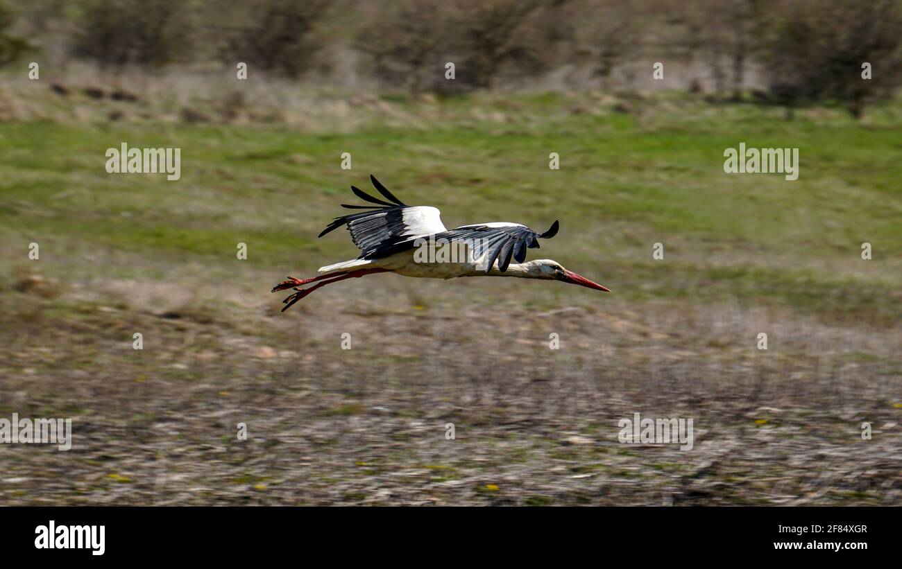 Una giovane cicogna che vola vicino al lago nella natura selvaggia. Birdwatching durante i primi giorni della primavera. Bella cicogna bianca orientale Ciconia Ciconia Foto Stock