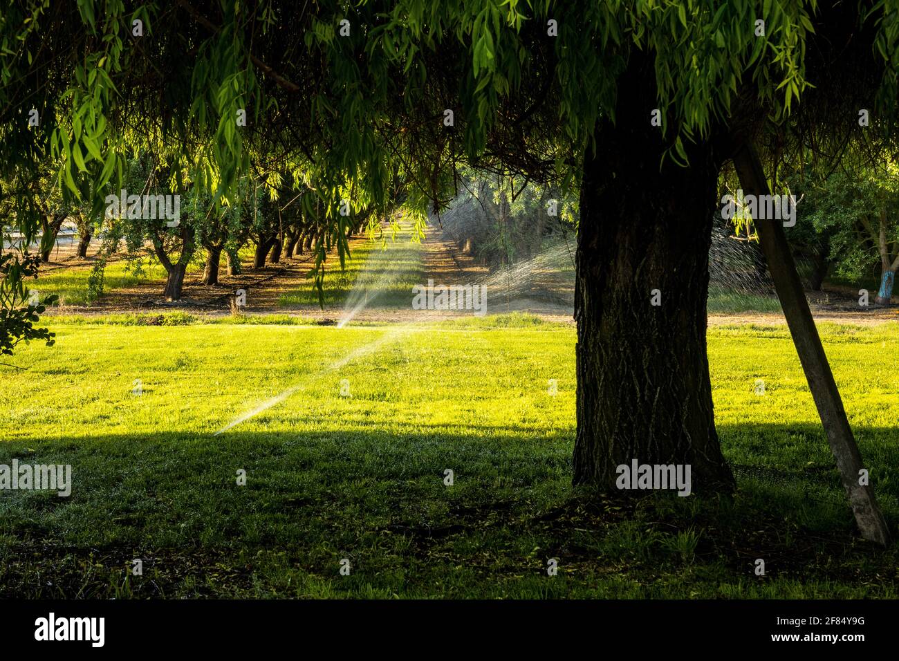 Sprinkler annaffiare un prato appena falciato in una fattoria vicina Modesto California Foto Stock