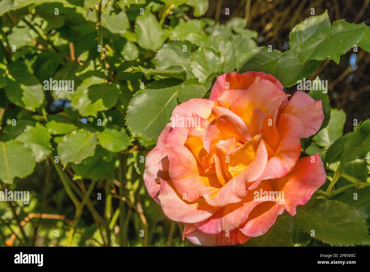 Una rosa e una rosa gialla in piena luce del sole. Foto Stock