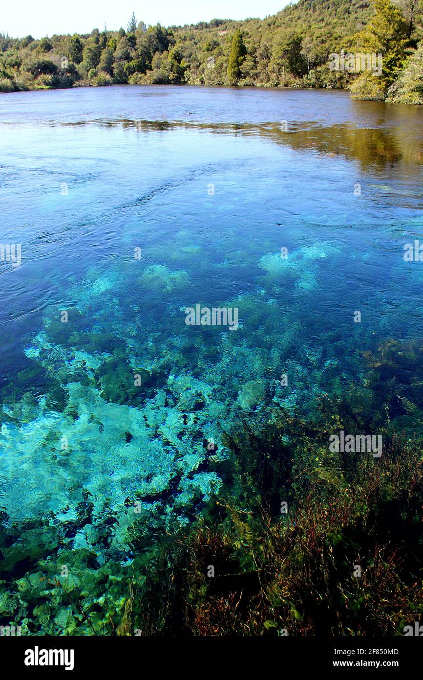 Anguille e alghe a te Waikoropupu Springs, Golden Bay, Nuova Zelanda Foto Stock