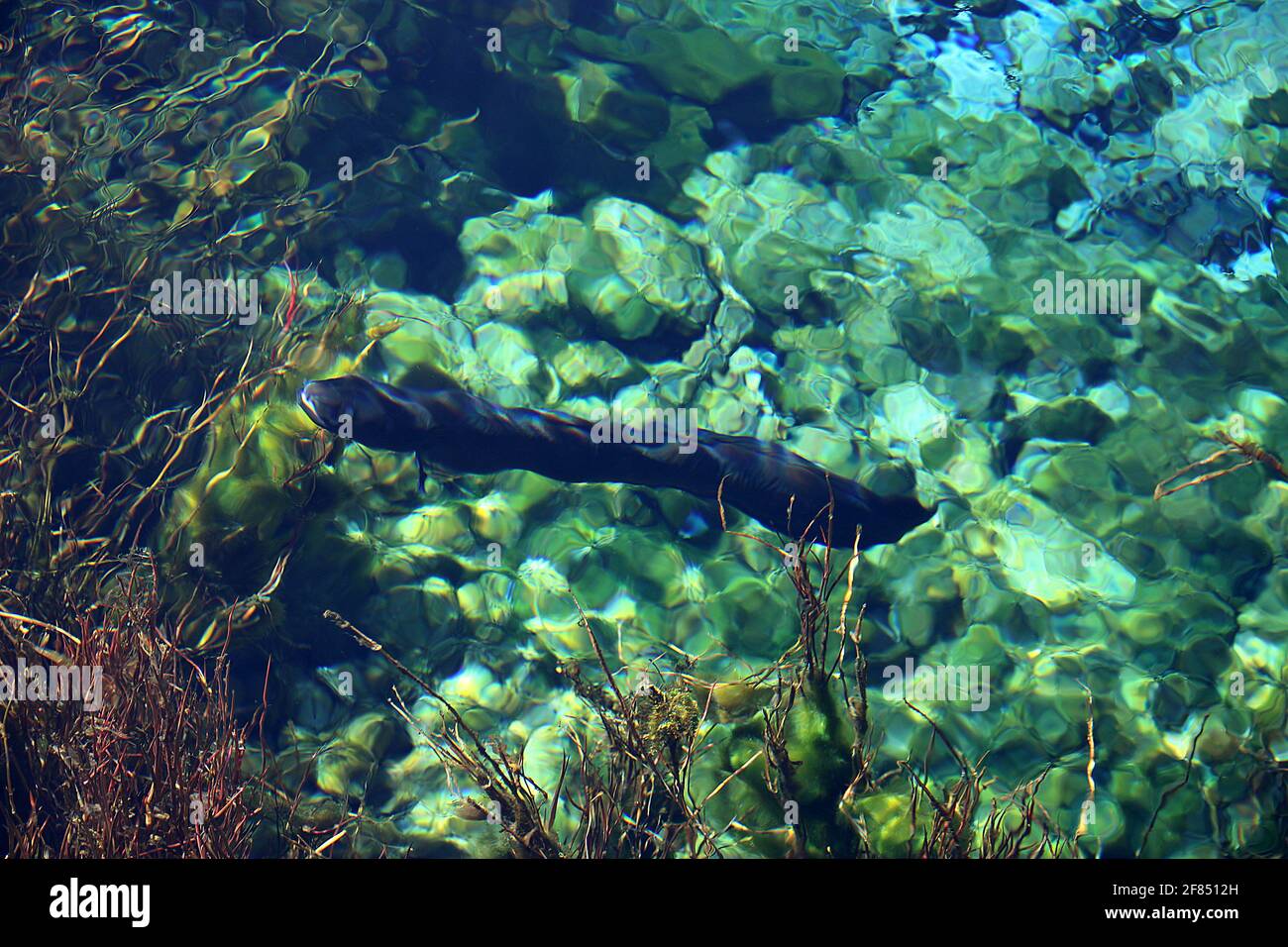 Anguille e alghe a te Waikoropupu Springs, Golden Bay, Nuova Zelanda Foto Stock