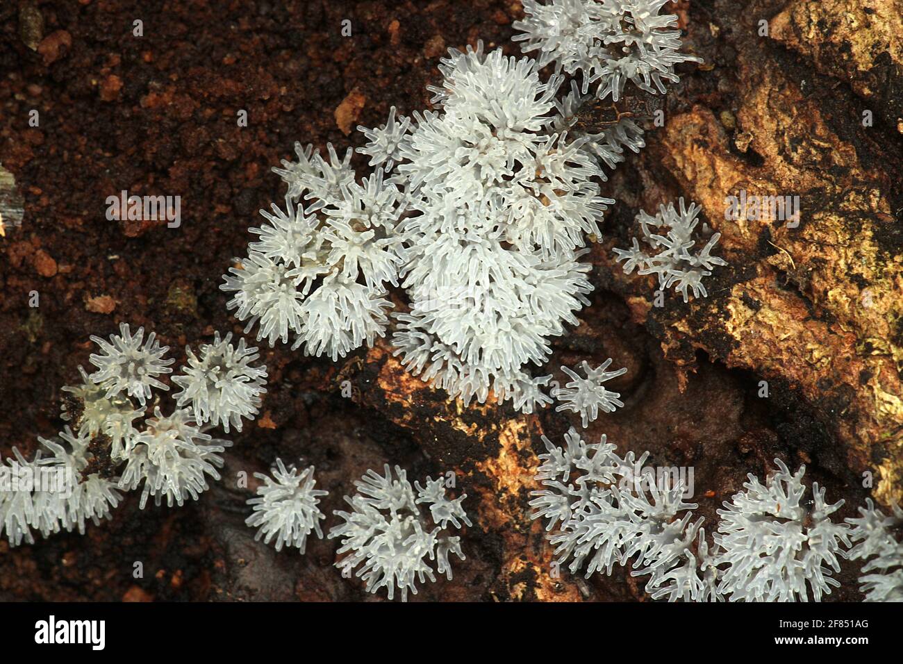 Fungo di lime di corallo (Ceratiomyxa) Foto Stock