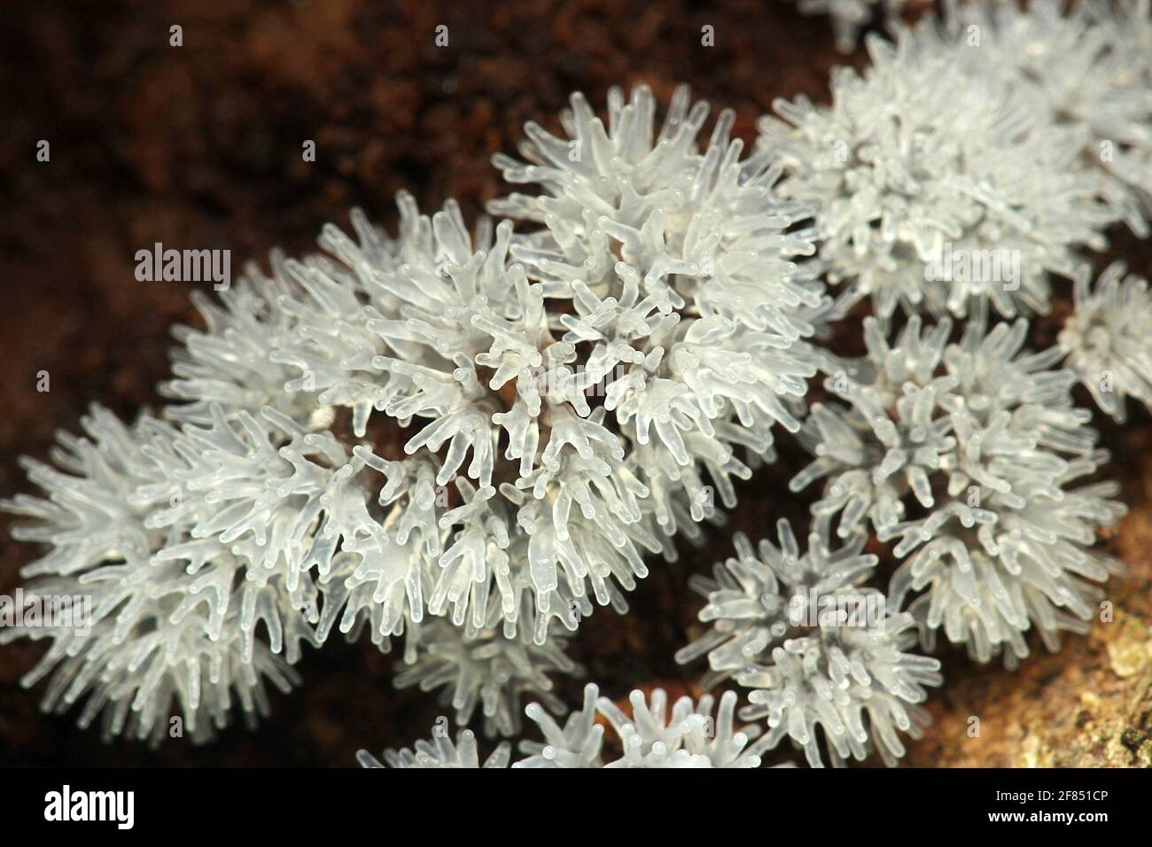 Fungo di lime di corallo (Ceratiomyxa) Foto Stock