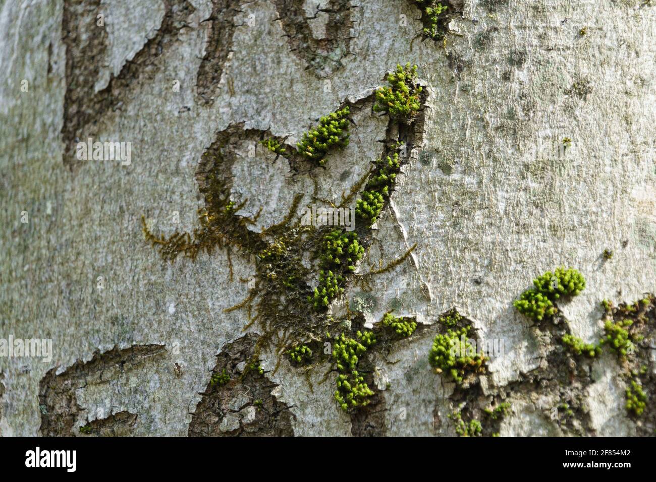 Cuore intagliato in un albero con linee di invecchiamento ora riempito con muschio verde. Porzioni dei nomi scolpiti sono visibili sopra e sotto. Foto Stock