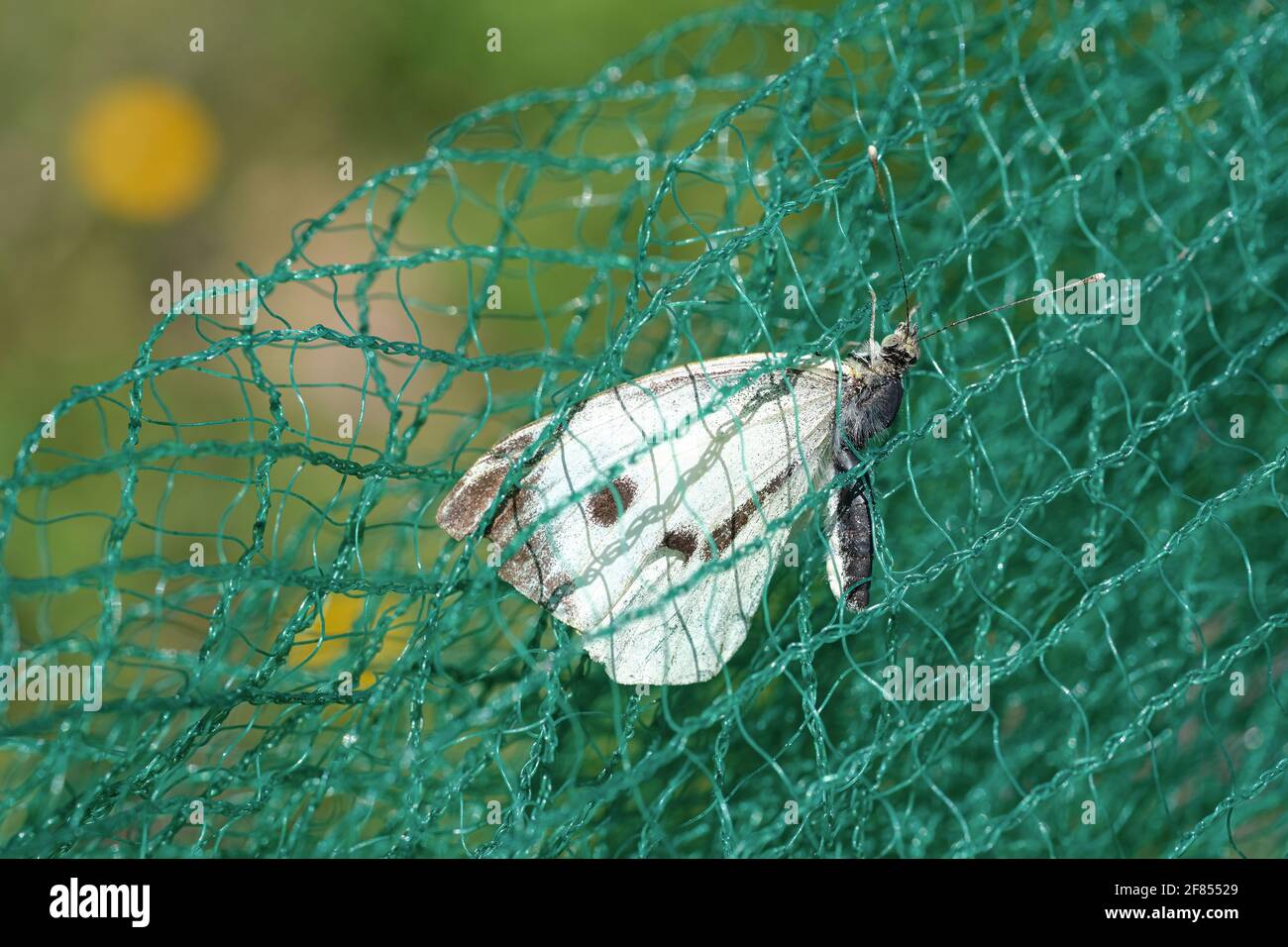 Farfalla bianca insetto morente intrappolato su una rete di plastica,spreco inquinamento.contaminato habitat animale Foto Stock