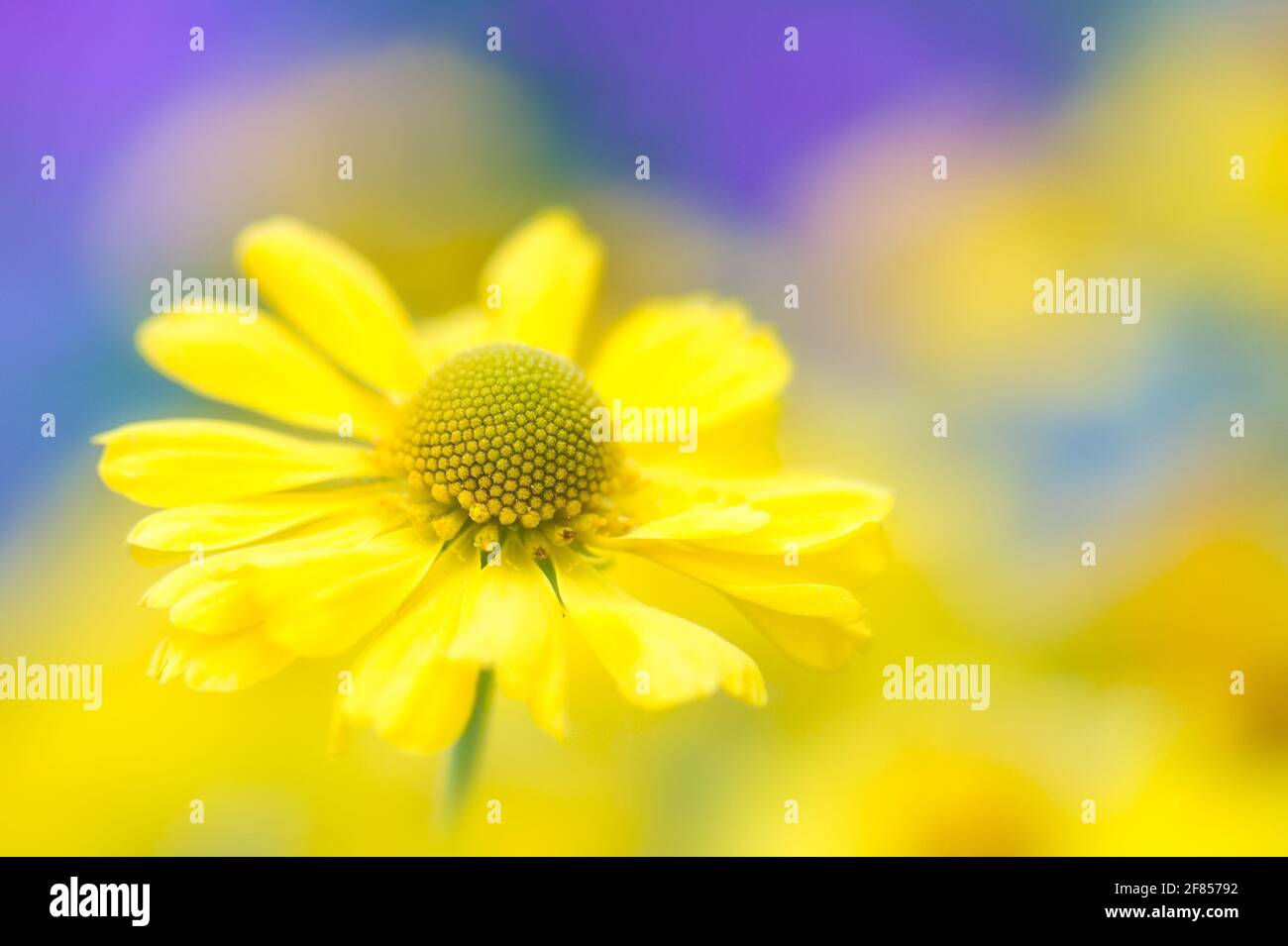 Attraente primo piano di una singola testa a fiore di elio giallo brillante con uno splendido sfondo viola e blu sfocato. Foto Stock