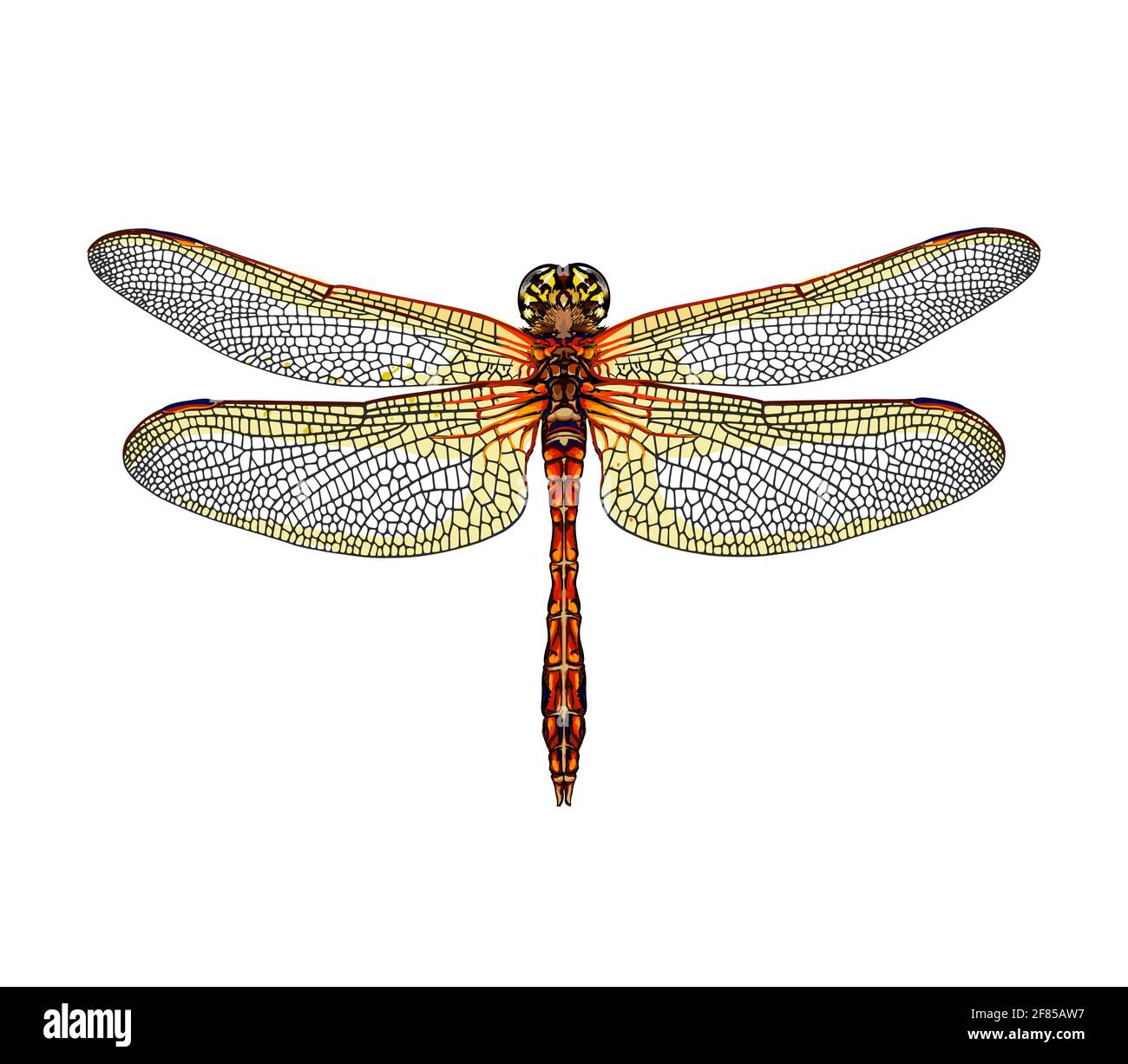 Dragonfly da una spruzzata di acquerello, disegno colorato, realistico. Illustrazione vettoriale delle vernici Illustrazione Vettoriale