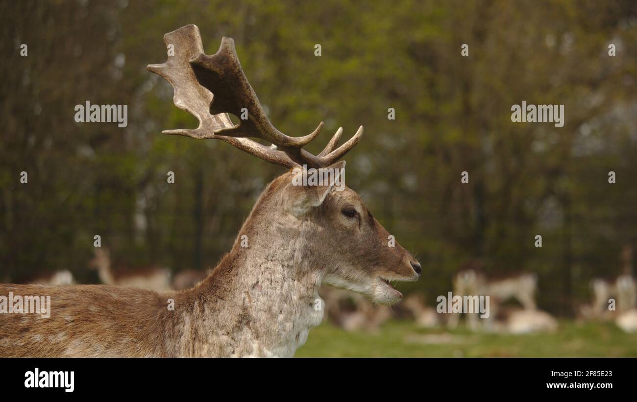 Cervi Foto Stock