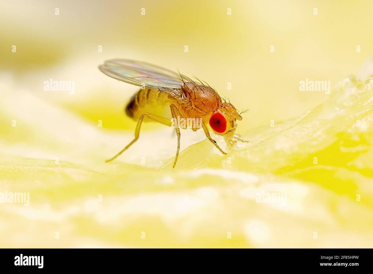 Frutta tropicale Fly Drosophila Diptera parassita insetto Pest su frutta matura vegetale Macro Foto Stock