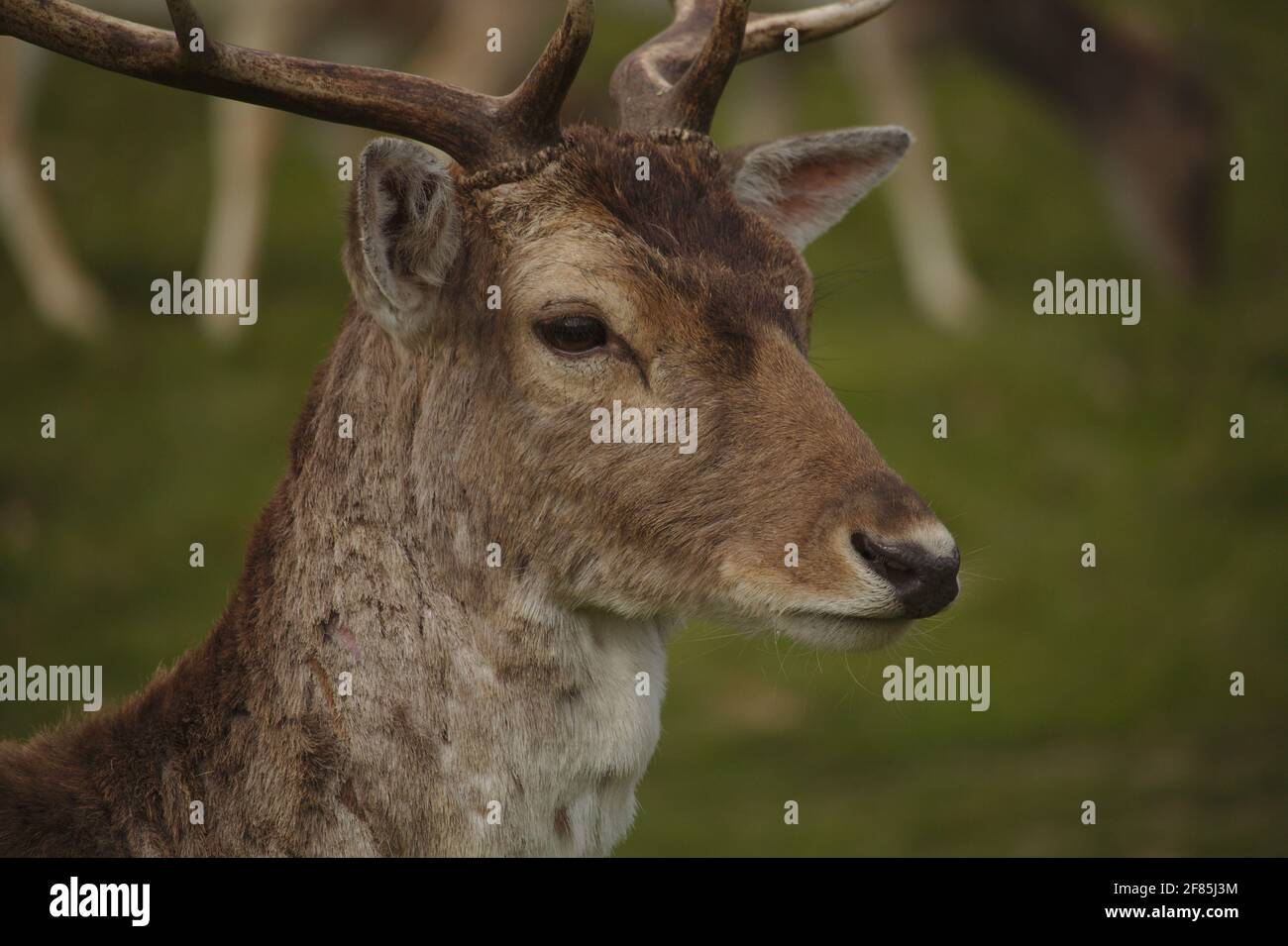 Cervi Foto Stock
