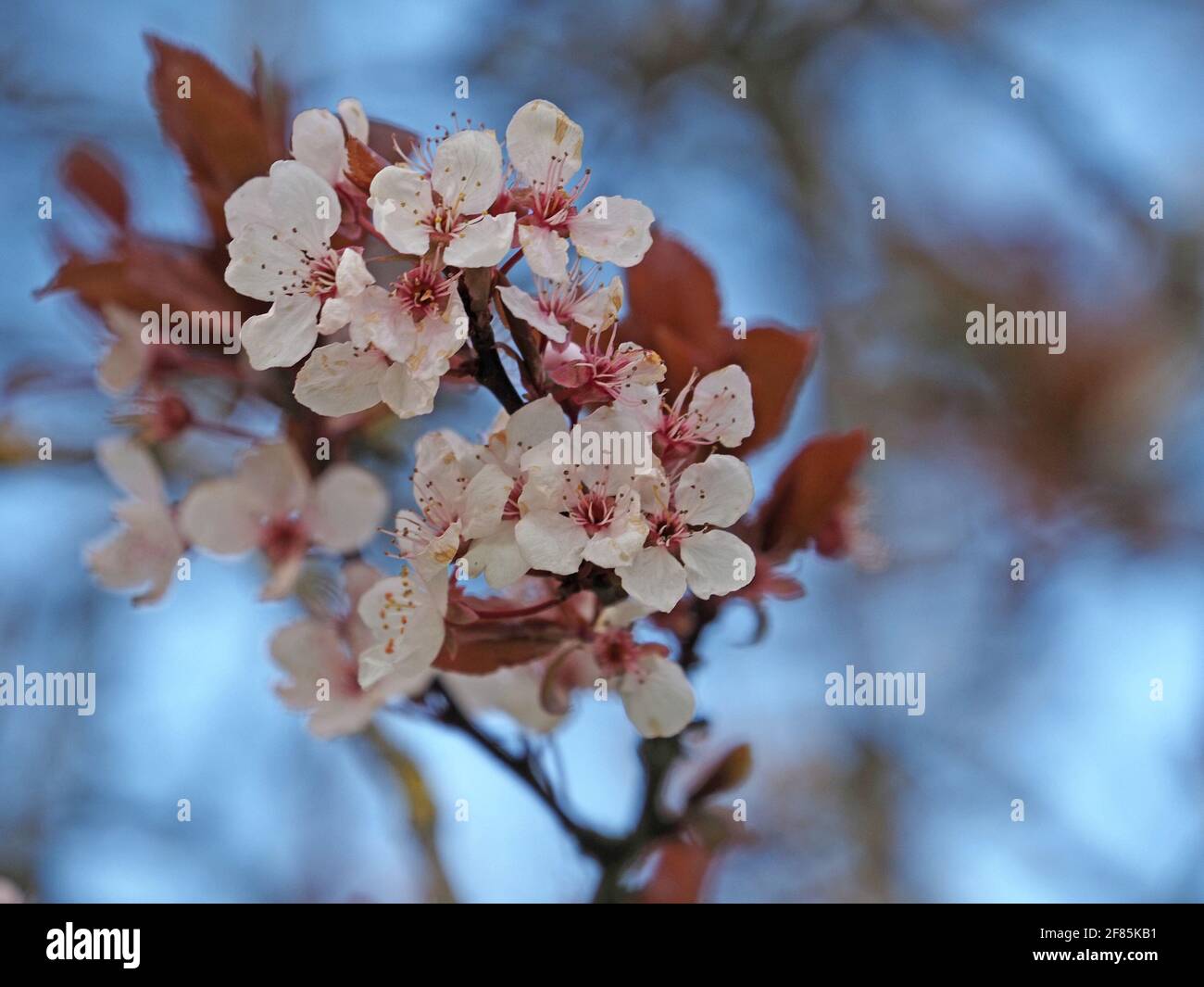 Delicato bianco/ rosa pallido fioritura primaverile di ciliegia a foglia viola di Pissard Plum (Prunus cerasifera variant atropupuurea 'Pissardii) in Cumbria, Inghilterra, Regno Unito Foto Stock